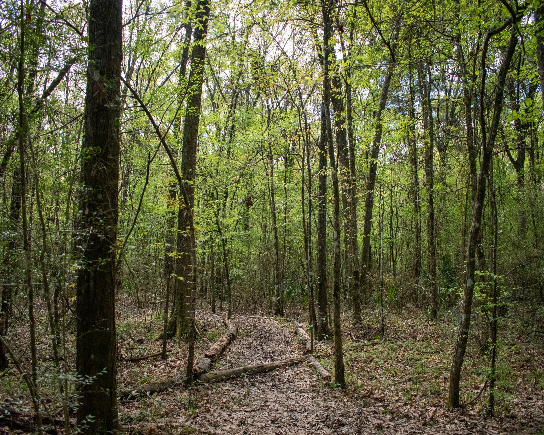 Manchac+brecc+park+trail.jpg