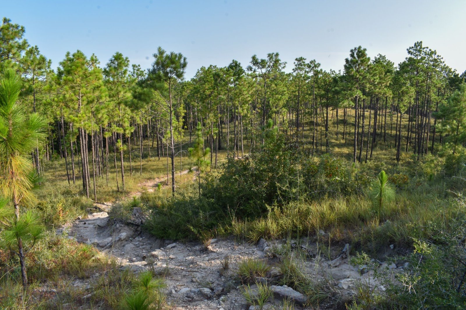 Kisatchie National Forest kicked our butts!!