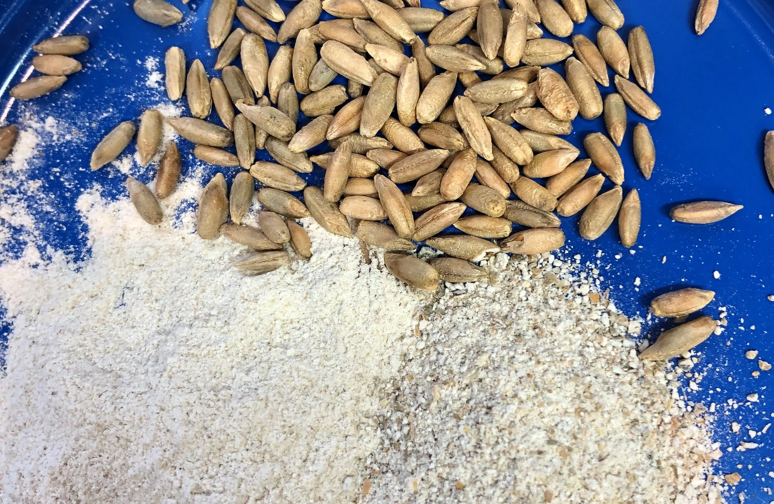 Rye Flour