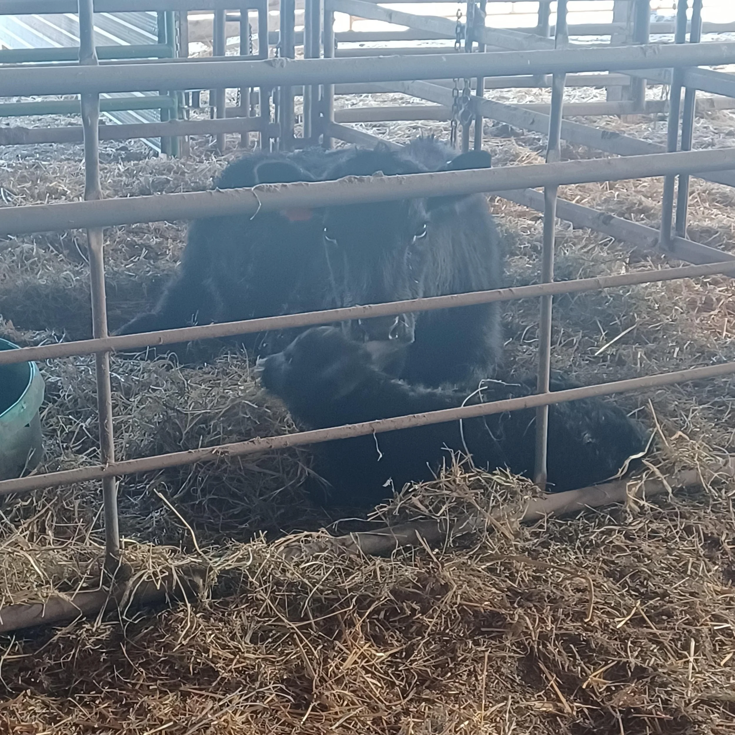 Spring Babies and Mother’s Love 