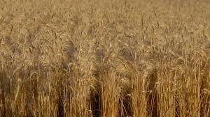 What is Heritage Wheat?