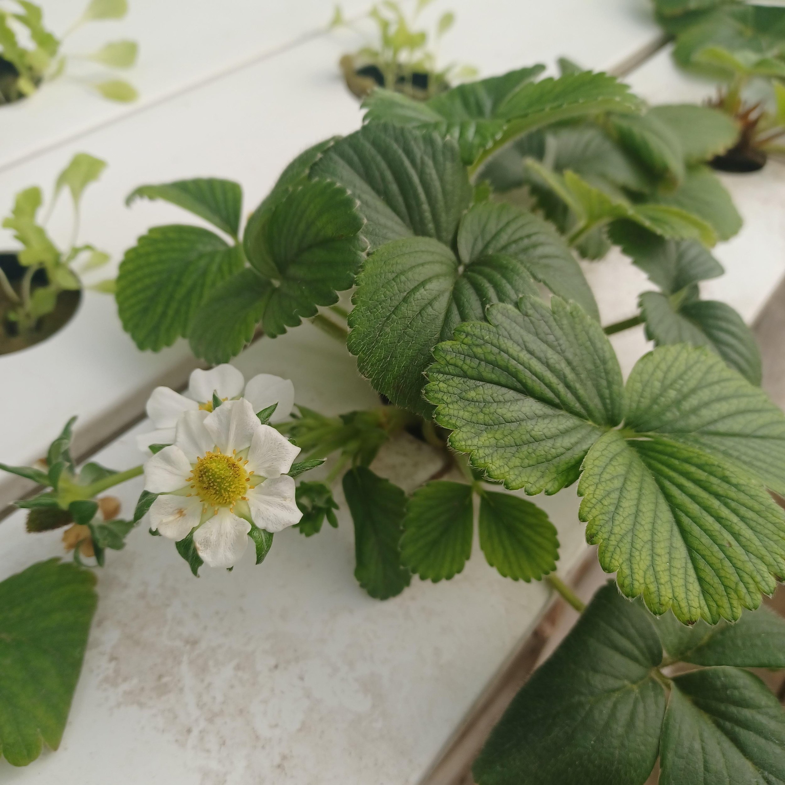 Close-up of green strawberry plant leaves and white flowers with yellow centers.