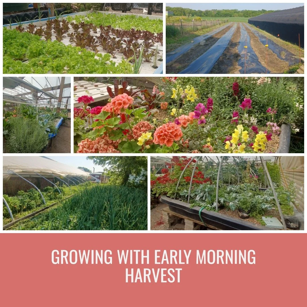A collage showing various stages of gardening and farming, including rows of leafy greens, flowering plants, a greenhouse with herbs, and outdoor vegetable beds. The phrase "Growing with early morning harvest" is written across the bottom.