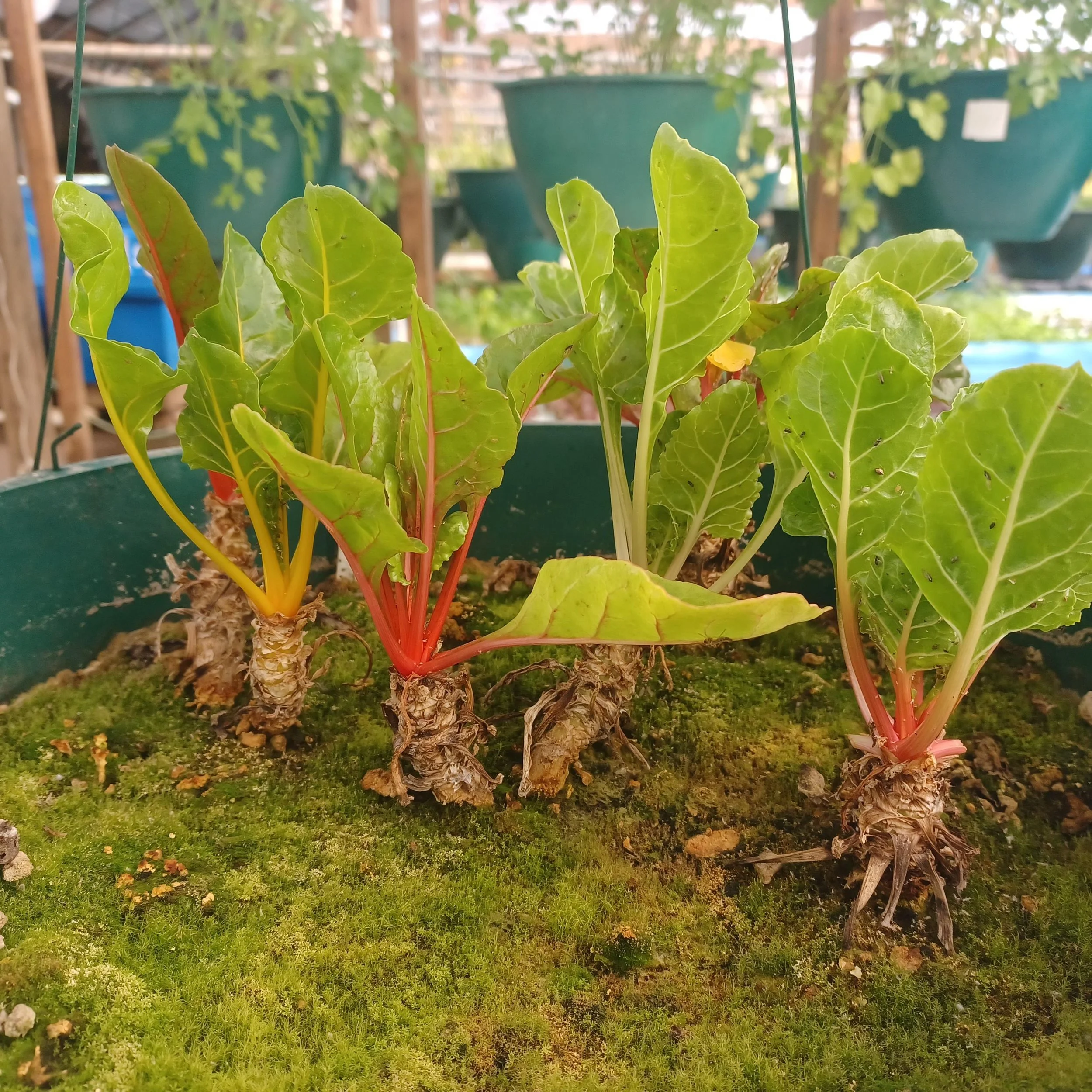 Fresh Swish Chard grown in the Early Morning Harvest aquaponics greenhouse.