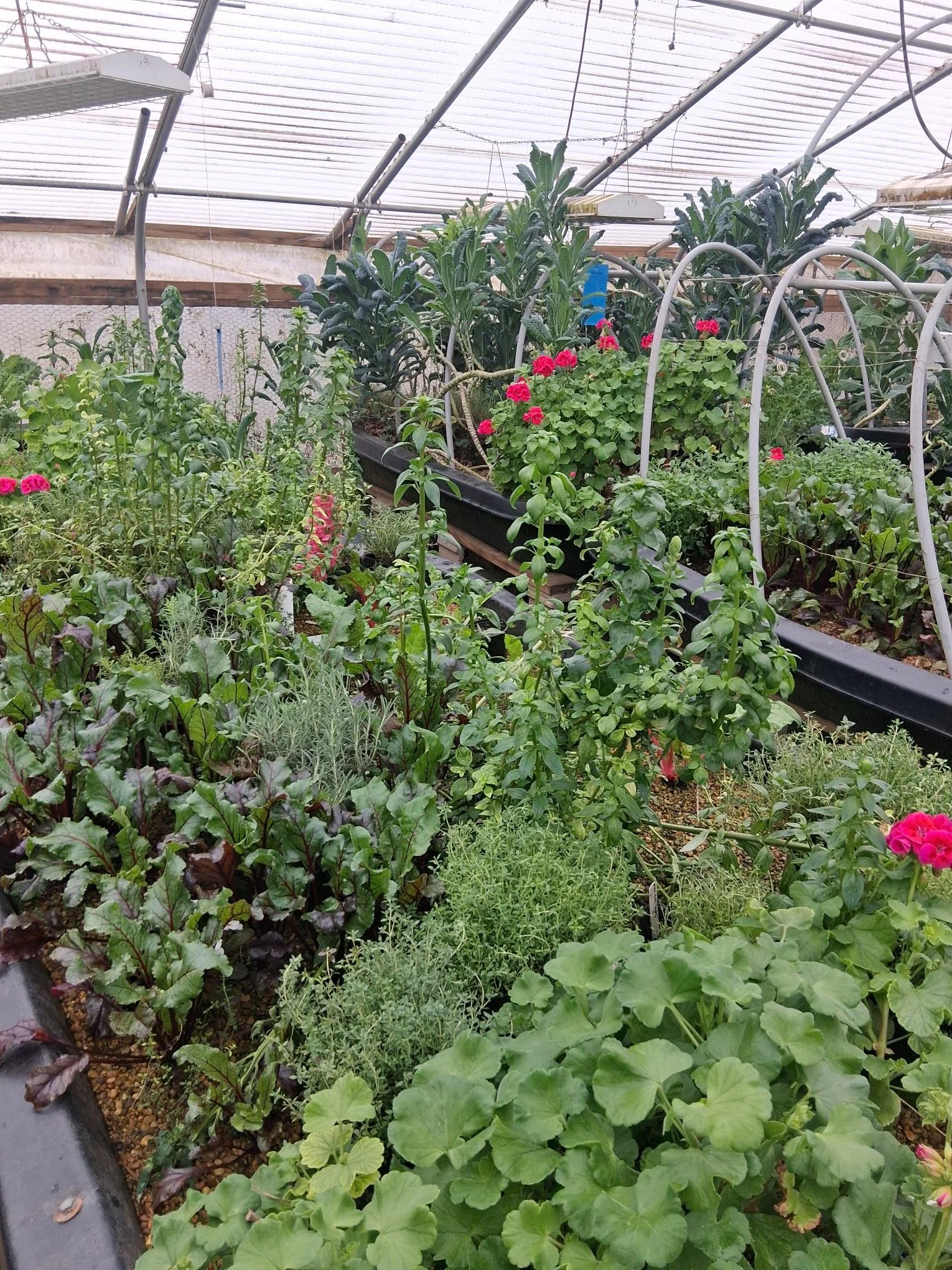 Inside Early Morning Harvest's greenhouse that's filled with various green plants and flowers, including pink geraniums, growing in pots and raised beds under a transparent roof.