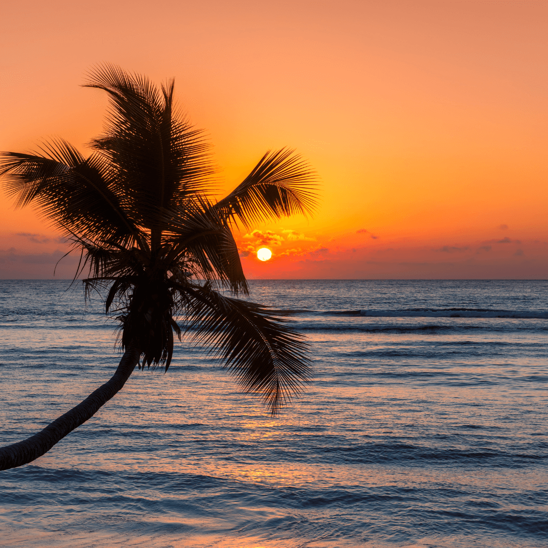 tiny-bubbles-blog-ocean-orange-sunset-palm-stock.png