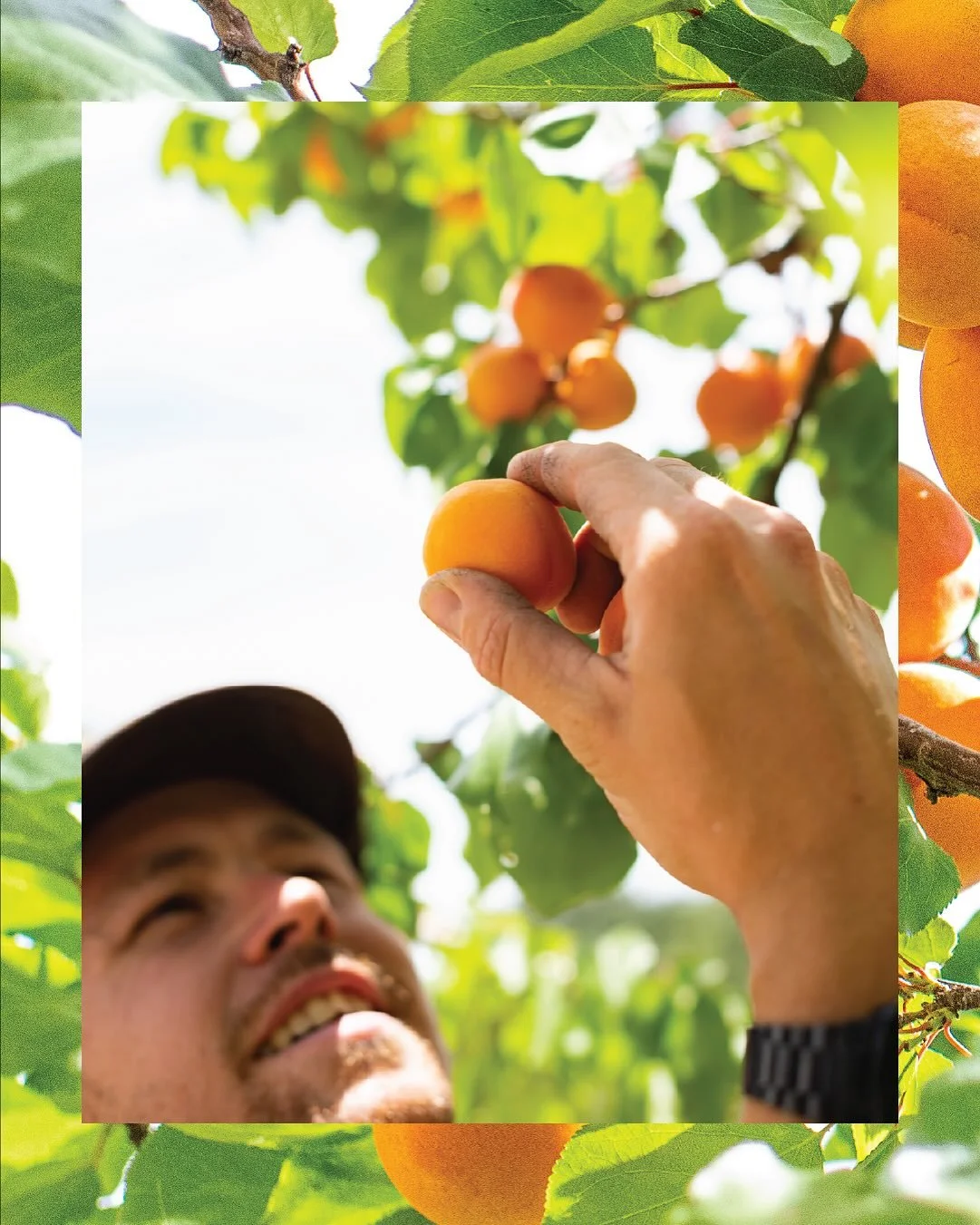 Each year our BarrelHouse brewers craft a special beer using apricots grown right here at the brewery, a tradition that is close to our hearts. This year&rsquo;s batch brings those sun-kissed apricots into a Belgian-style Saison that&rsquo;s light, b