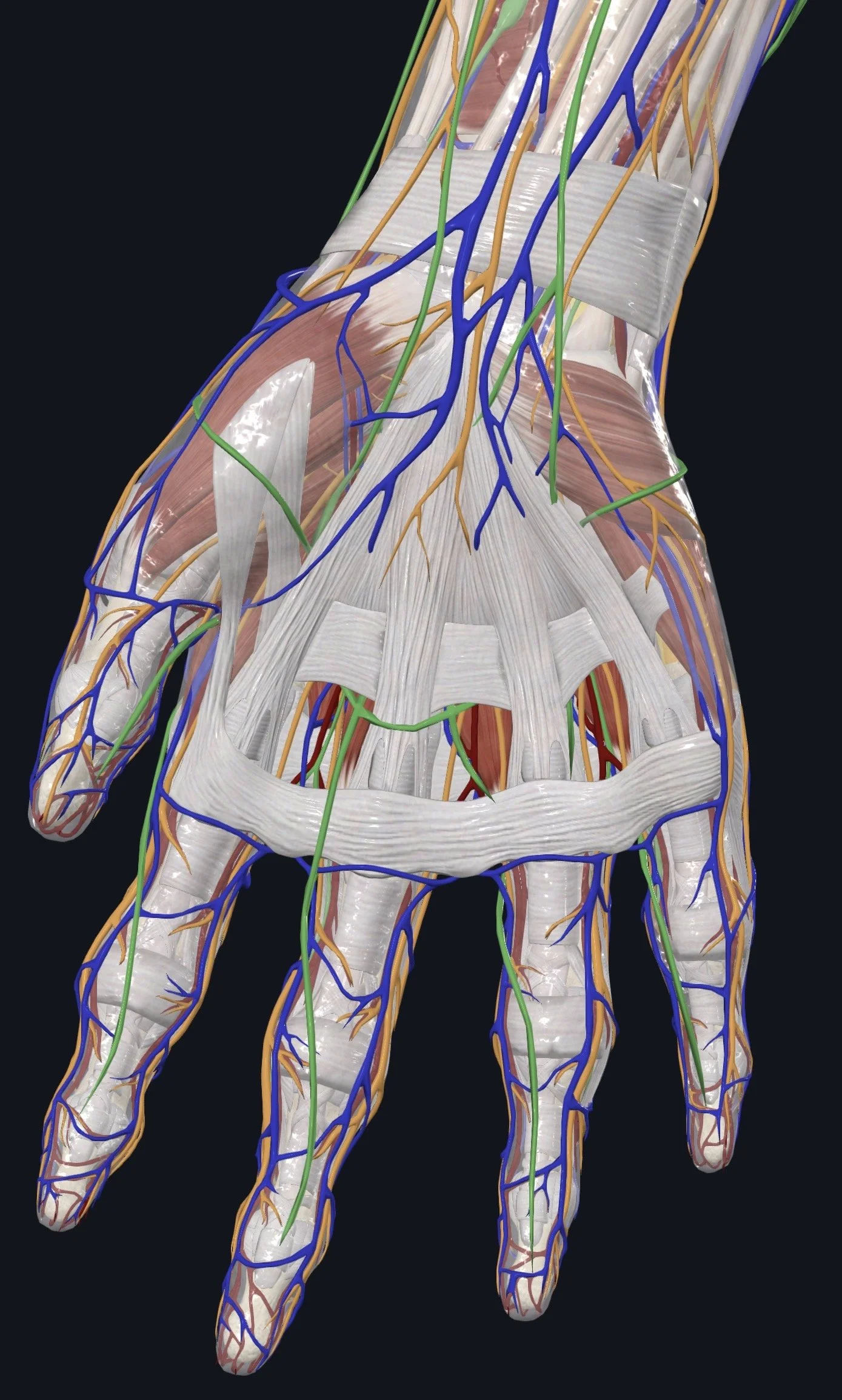 What Are Fascial Tender Points? A Witty Deep Dive into the Body’s Secret Alarm Buttons