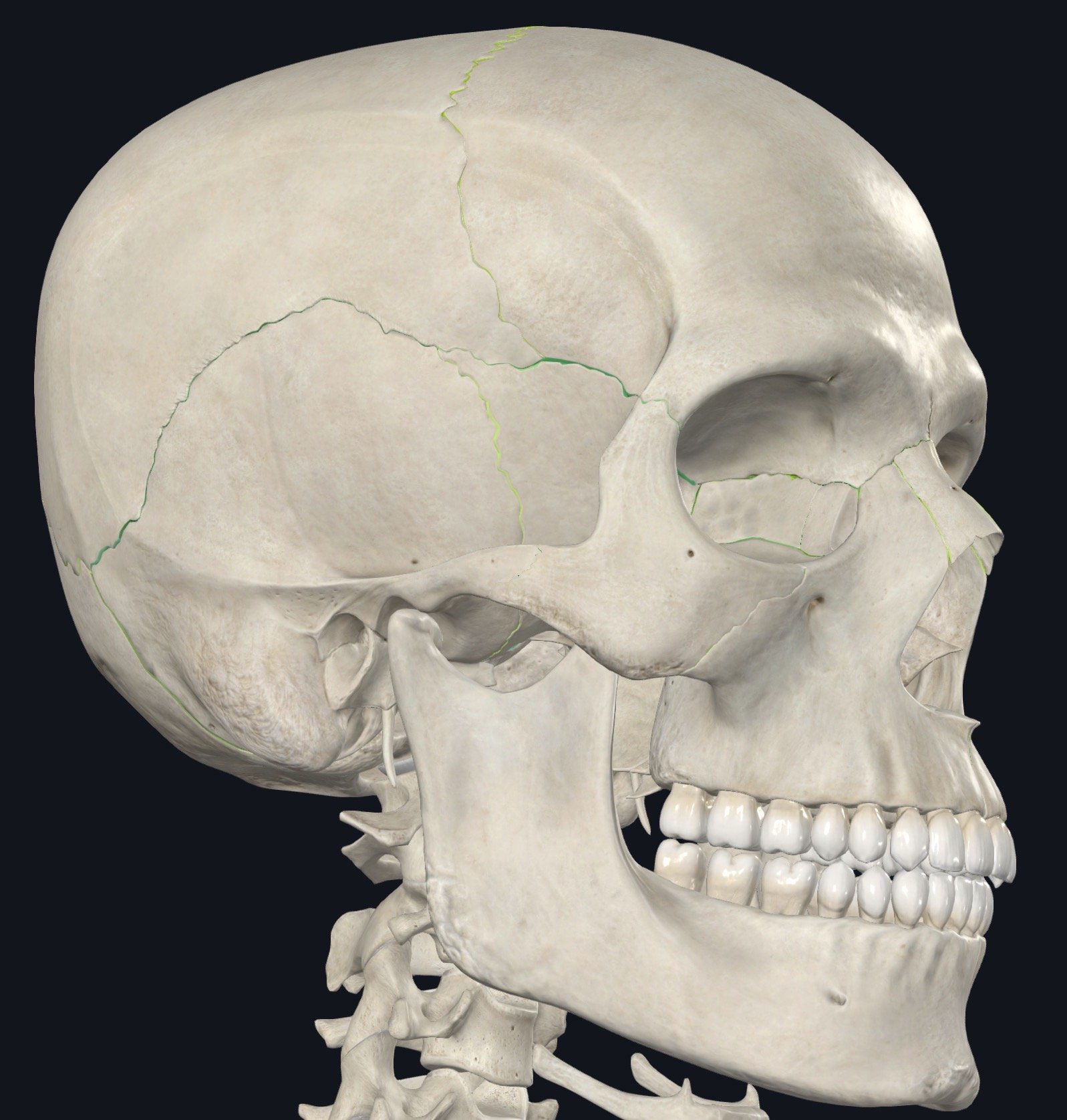 What Is the Cranial Scan in Fascial Counterstrain? A Witty Peek into Your Skull’s Secret Messages