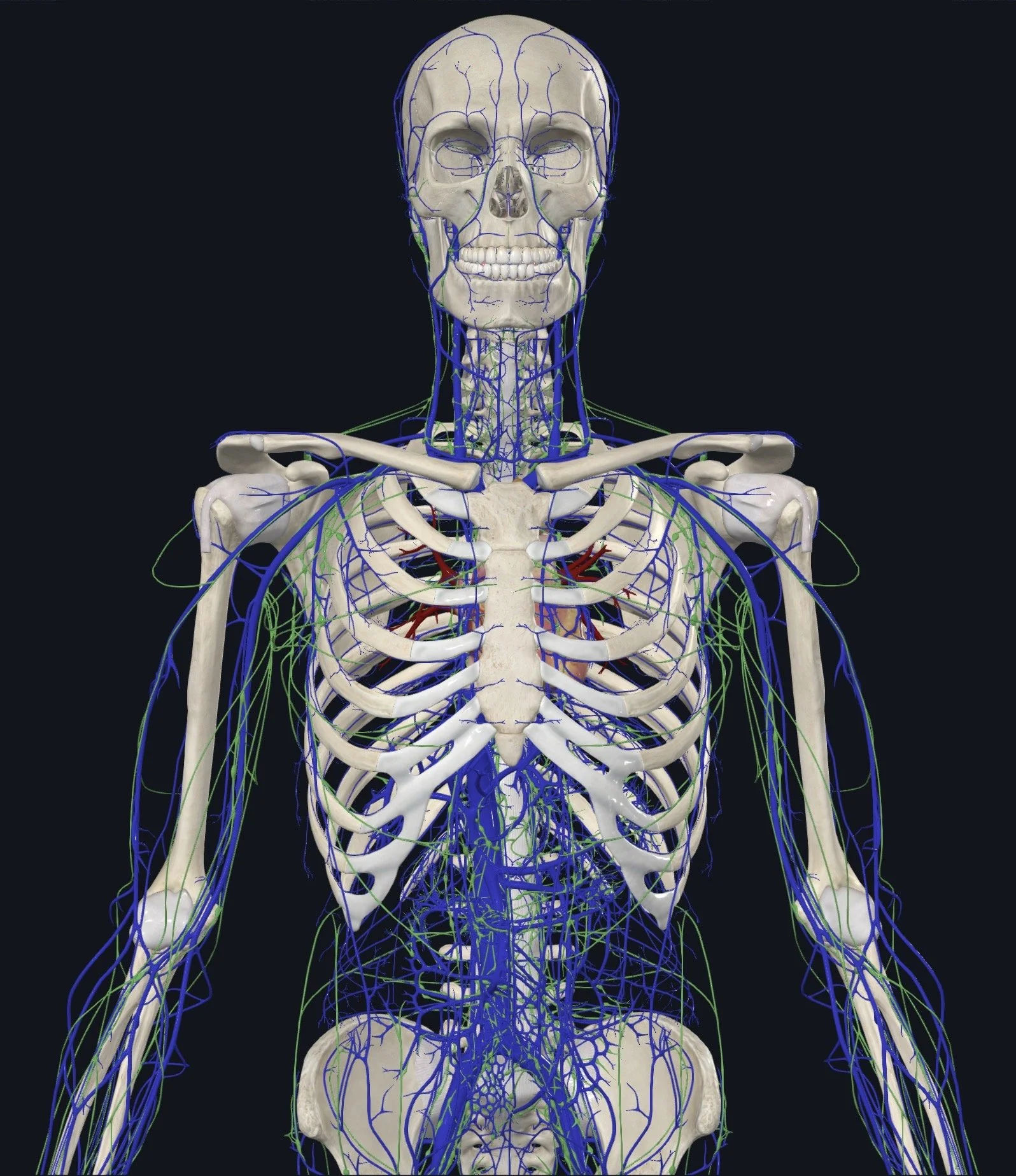 Flowing Freely: Exploring the Lymphatic-Venous System Through Fascial Counterstrain