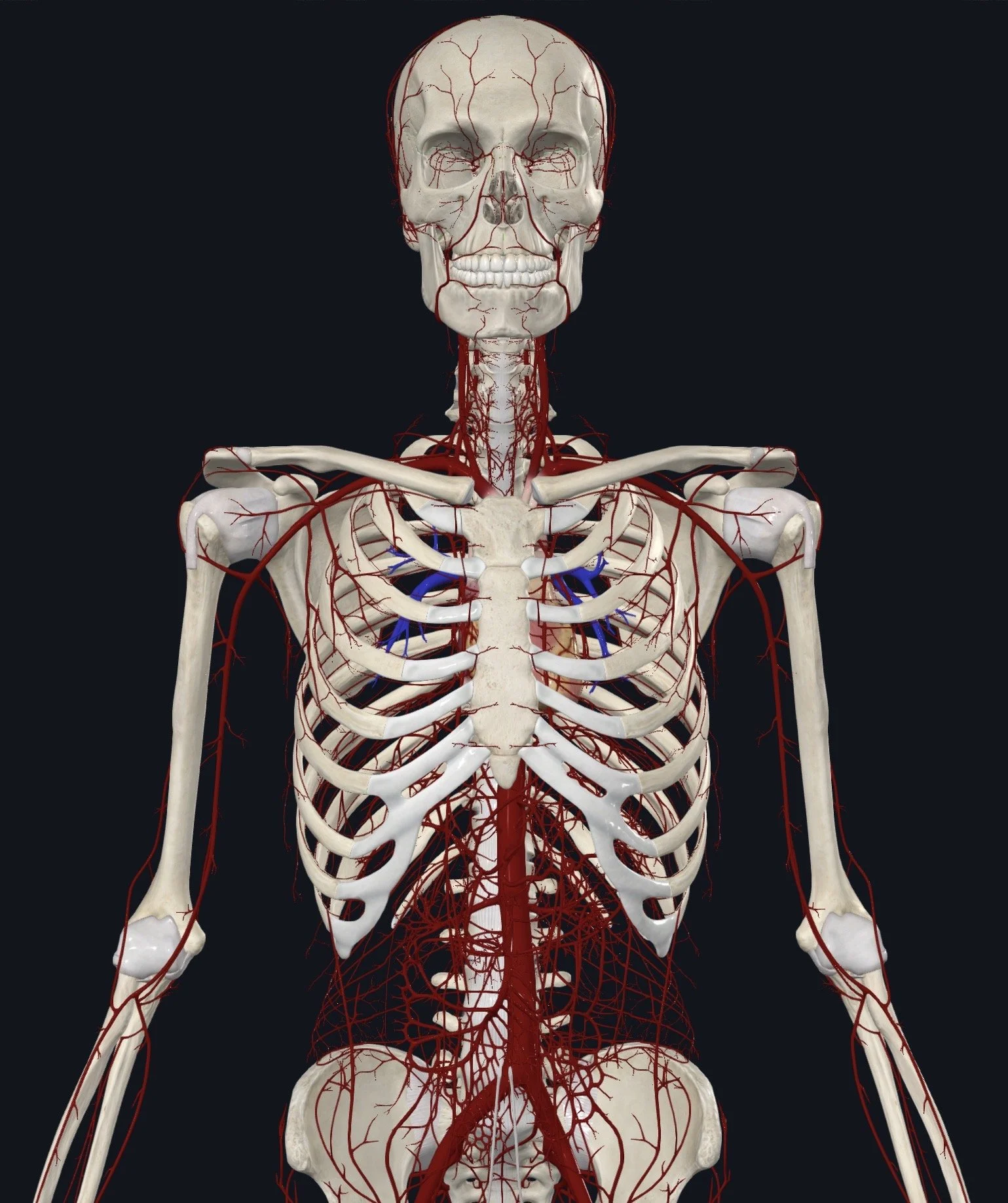 Blood Flow Blues: Navigating the Arterial System Through Fascial Counterstrain