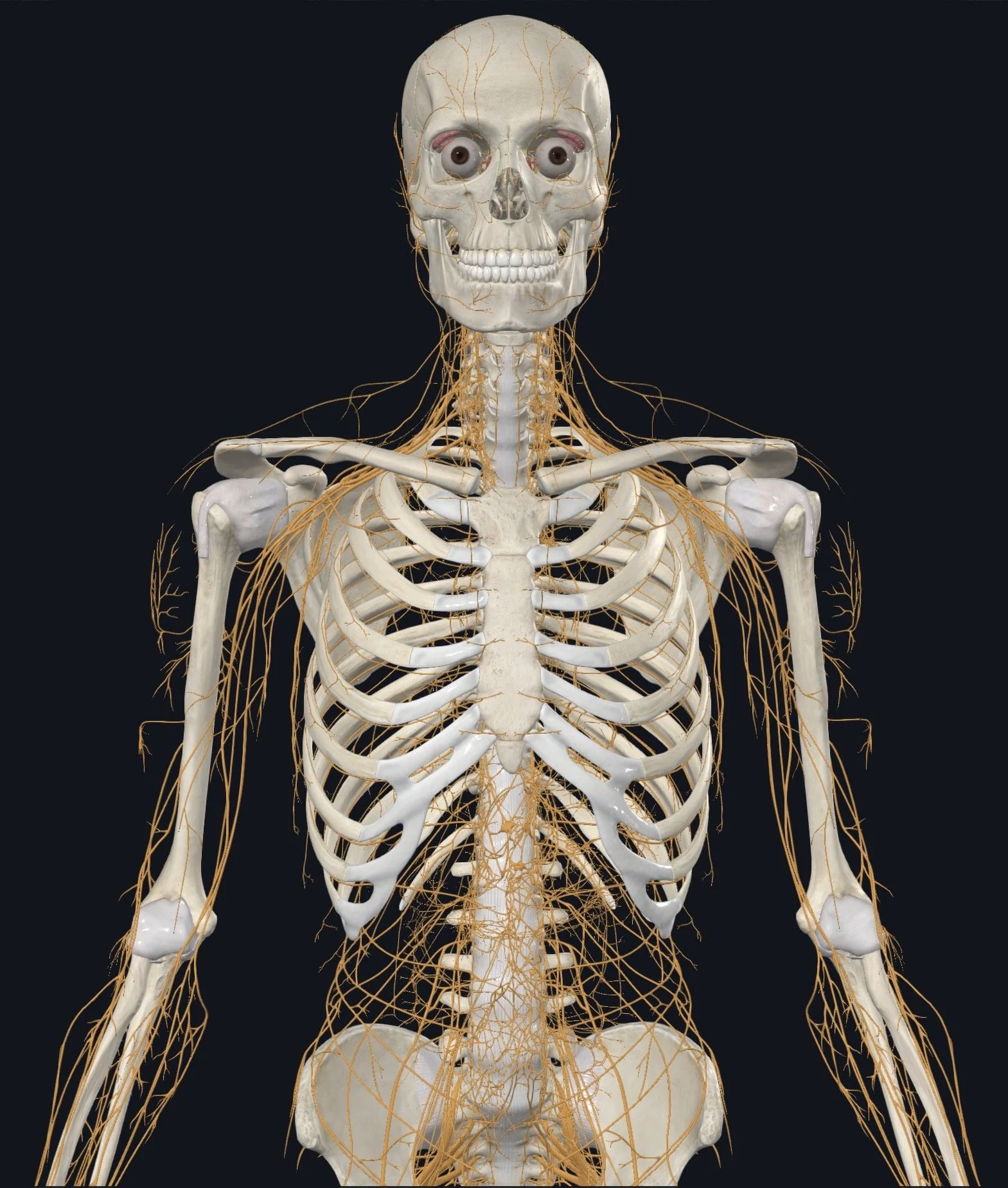 Wired Wonders: Decoding the Nervous System – Autonomics and Cranial Nerves Through Fascial Counterstrain