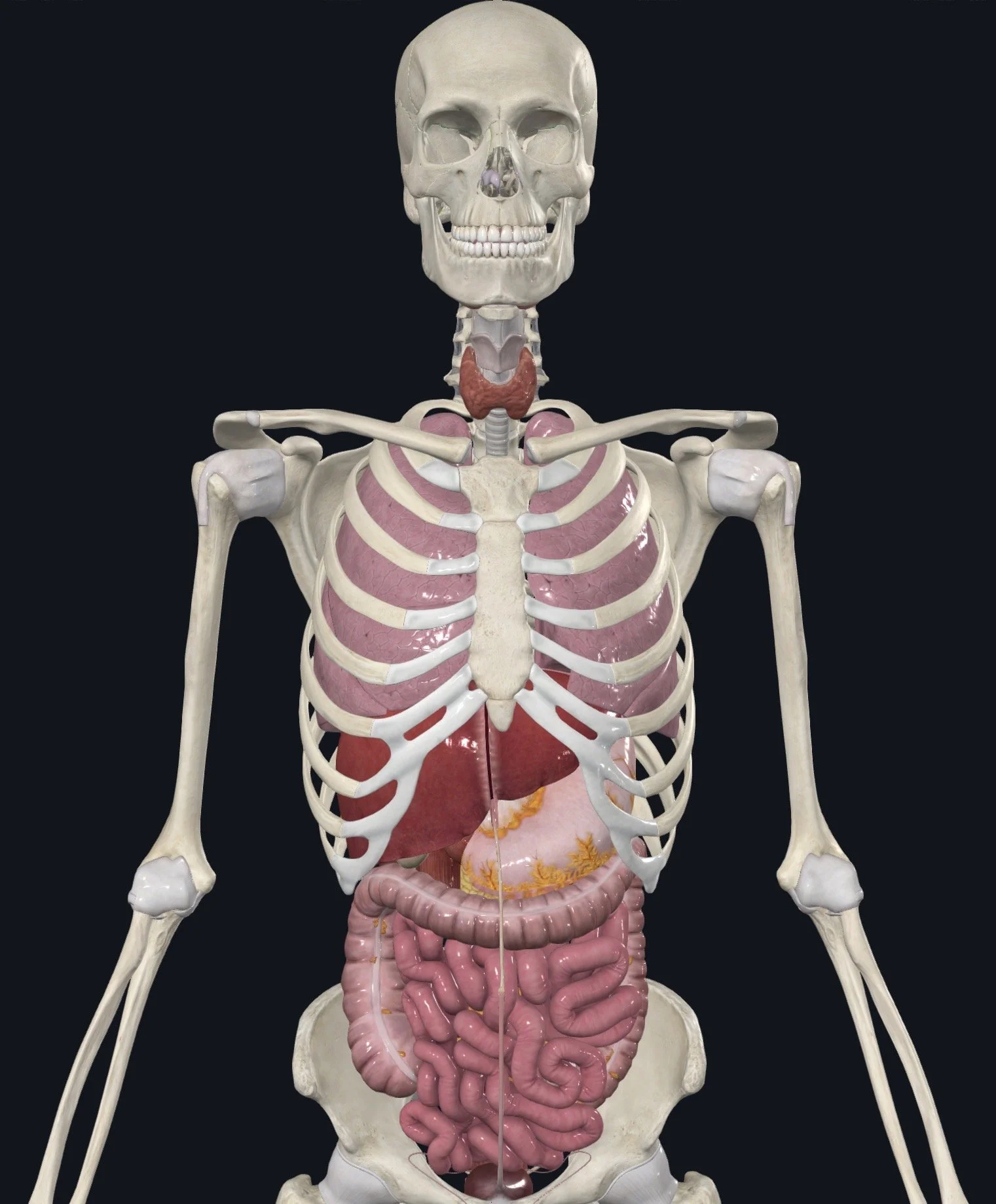 Gut Feelings: Unpacking the Visceral System Through Fascial Counterstrain