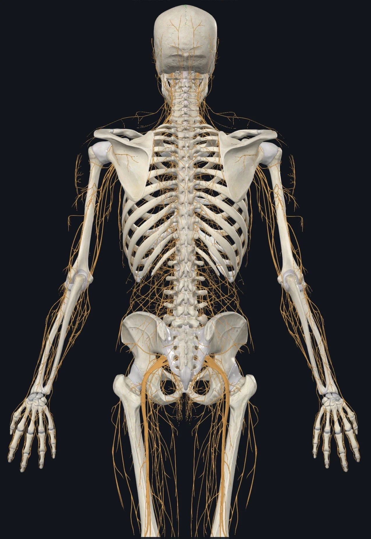 Nerve Wrappers and Body Buzz: Exploring the Nervous System – Dura and Somatics Through Fascial Counterstrain