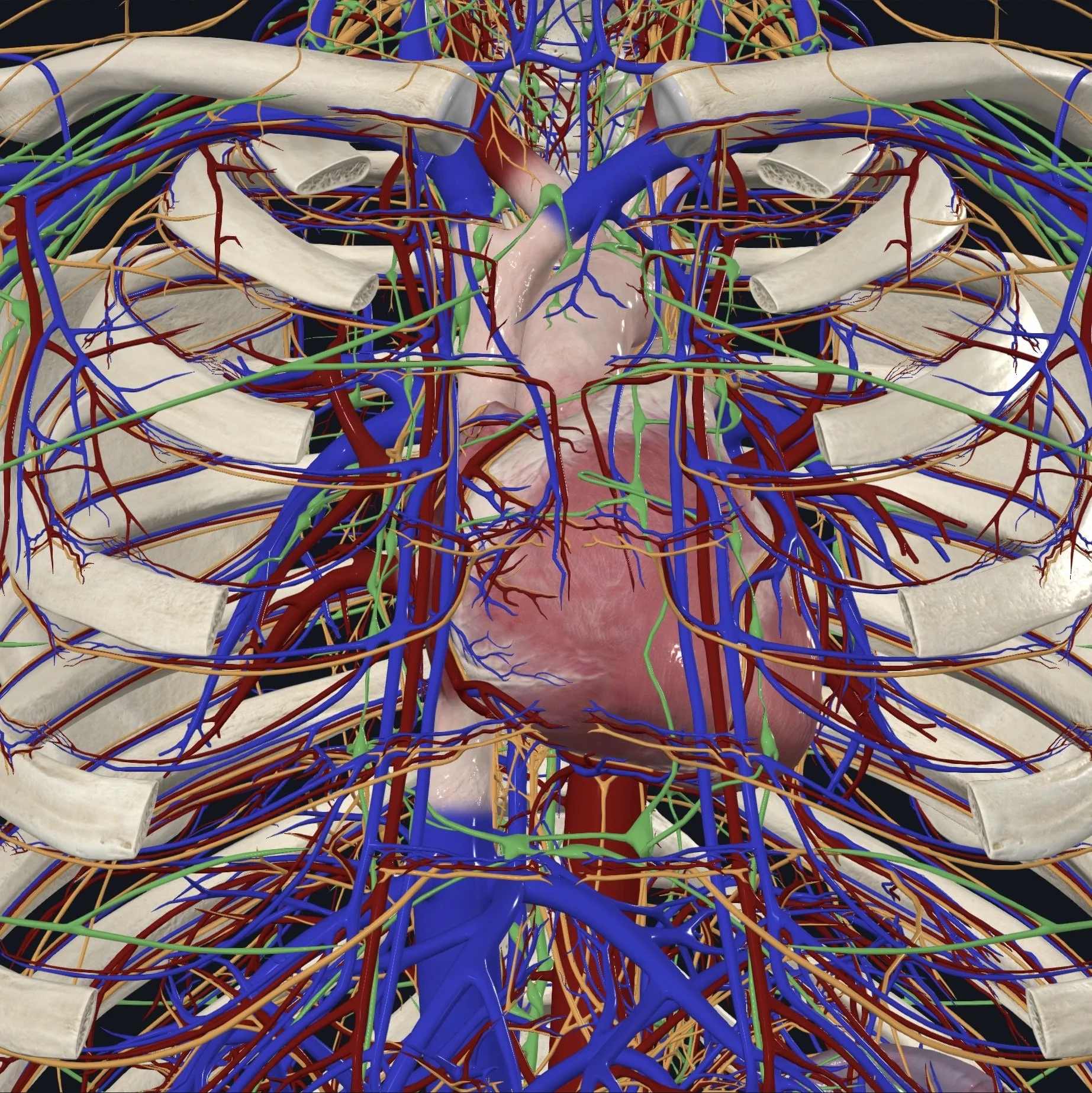 Brain Buzz and Chest Core: Decoding Central Sensitization – Astrocytes and Advanced Mediastinum Through Fascial Counterstrain