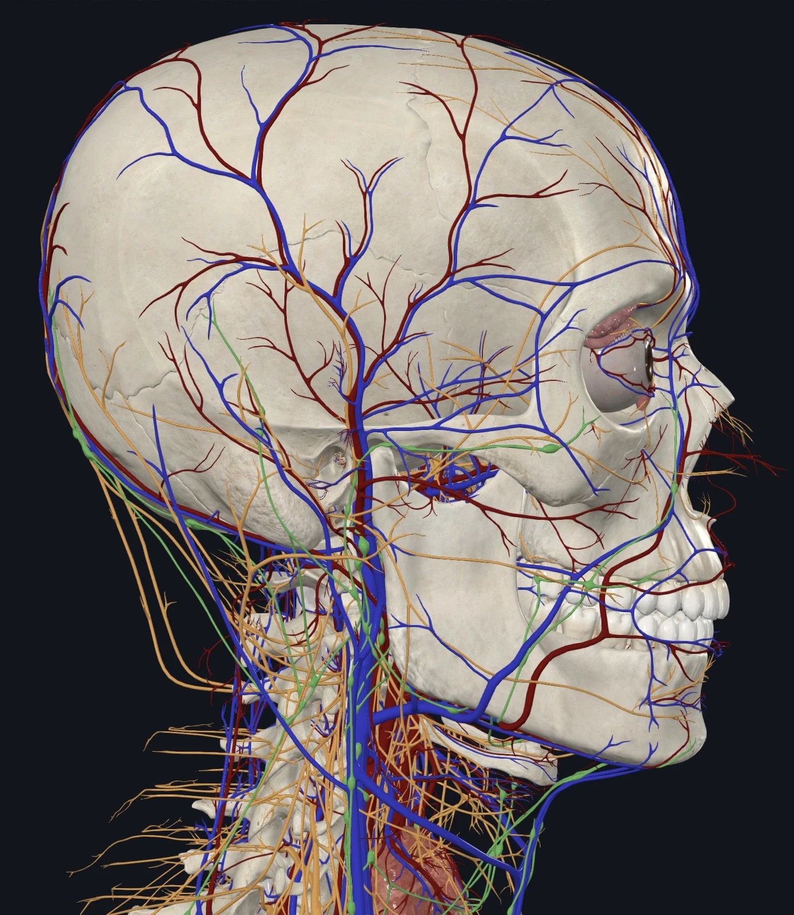 Pain Amplified: Tackling Central Sensitization – Periosteum Through Fascial Counterstrain