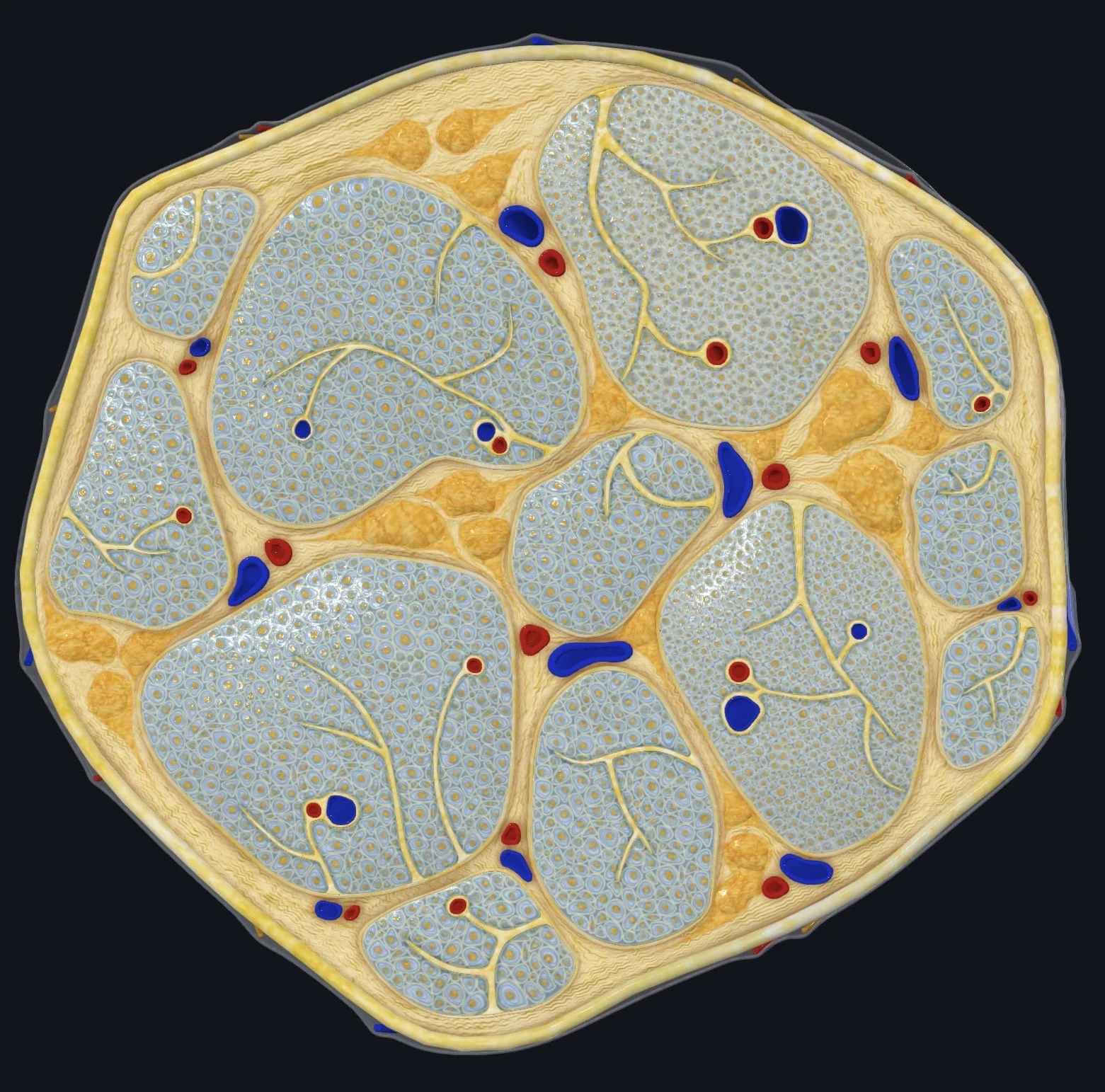 Squishy Secrets: Unveiling the Adipose System Through Fascial Counterstrain