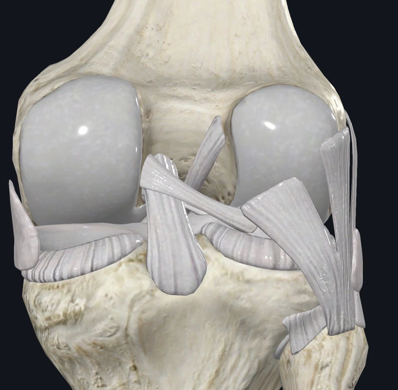 Smooth Moves: Delving into the Musculoskeletal System – Cartilage and Superficial Fascia Through Fascial Counterstrain