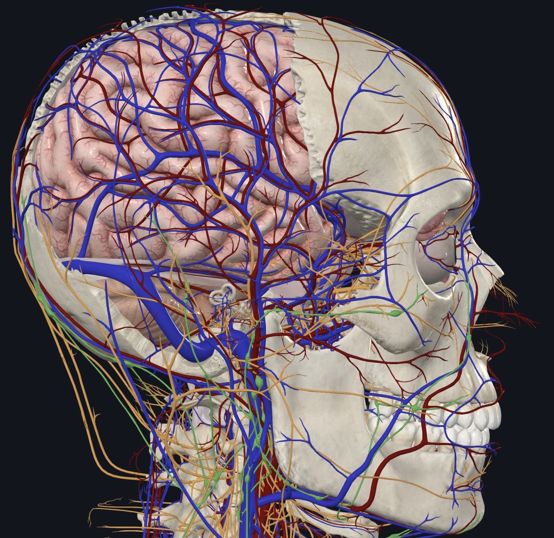 Brain Command Central: Mastering the Central Nervous System Through Fascial Counterstrain
