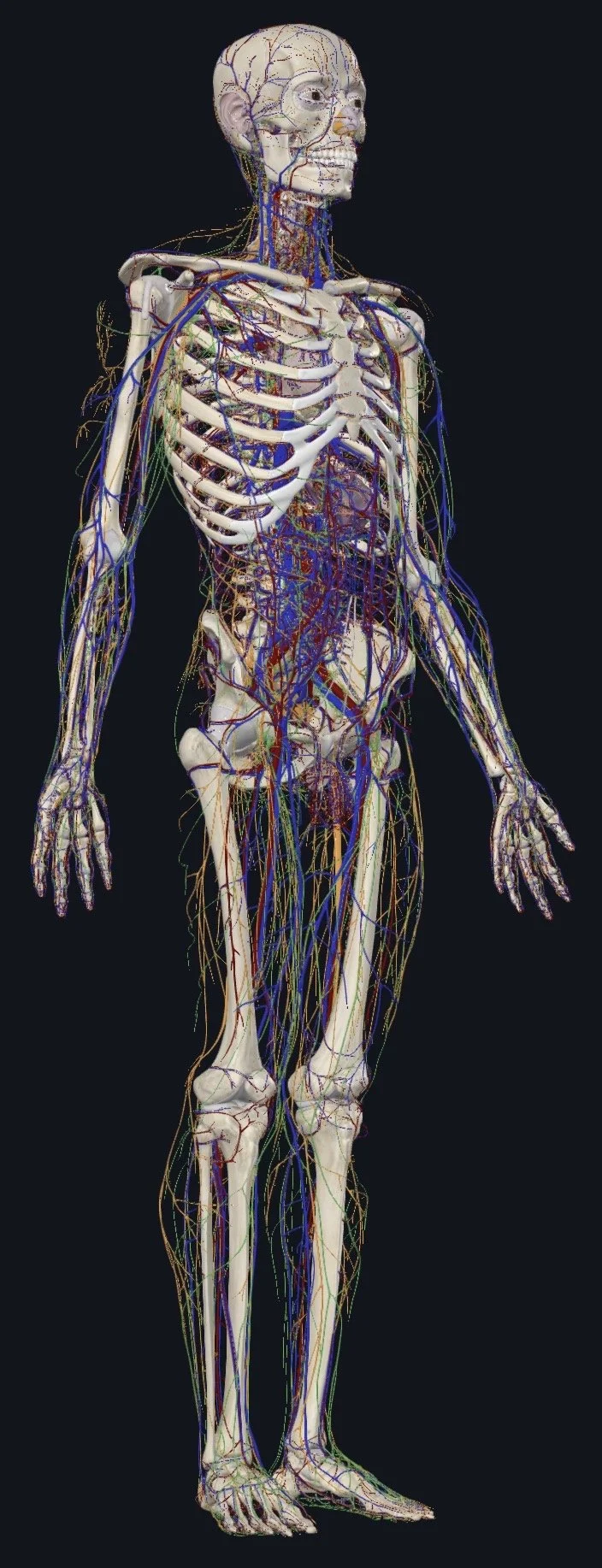 Bone Deep: Exploring the Musculoskeletal System – Periosteum Through Fascial Counterstrain