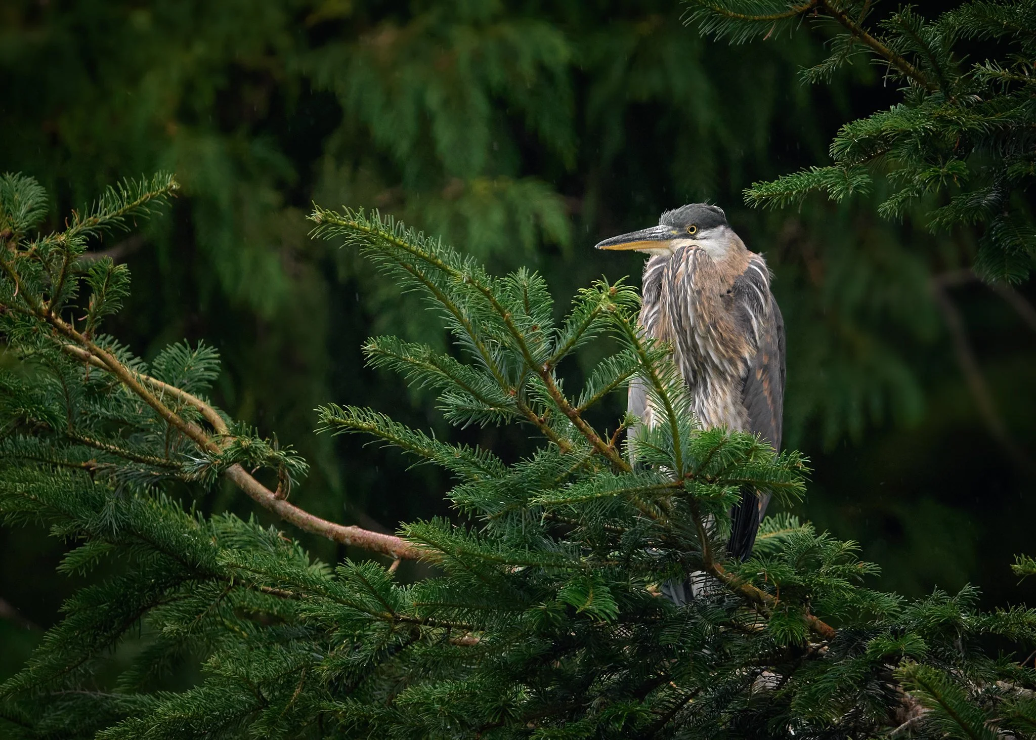 Blue Heron on the tree branch
