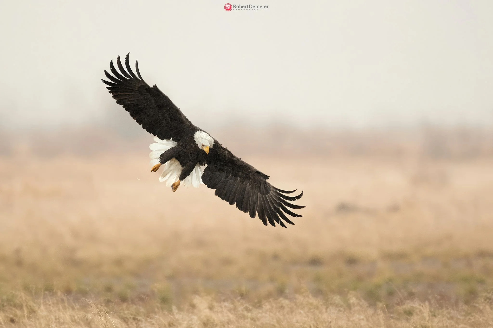 A bald eagle flying low over a grassy field with its wings spread wide, showing its white head and tail feathers and dark body and wings.