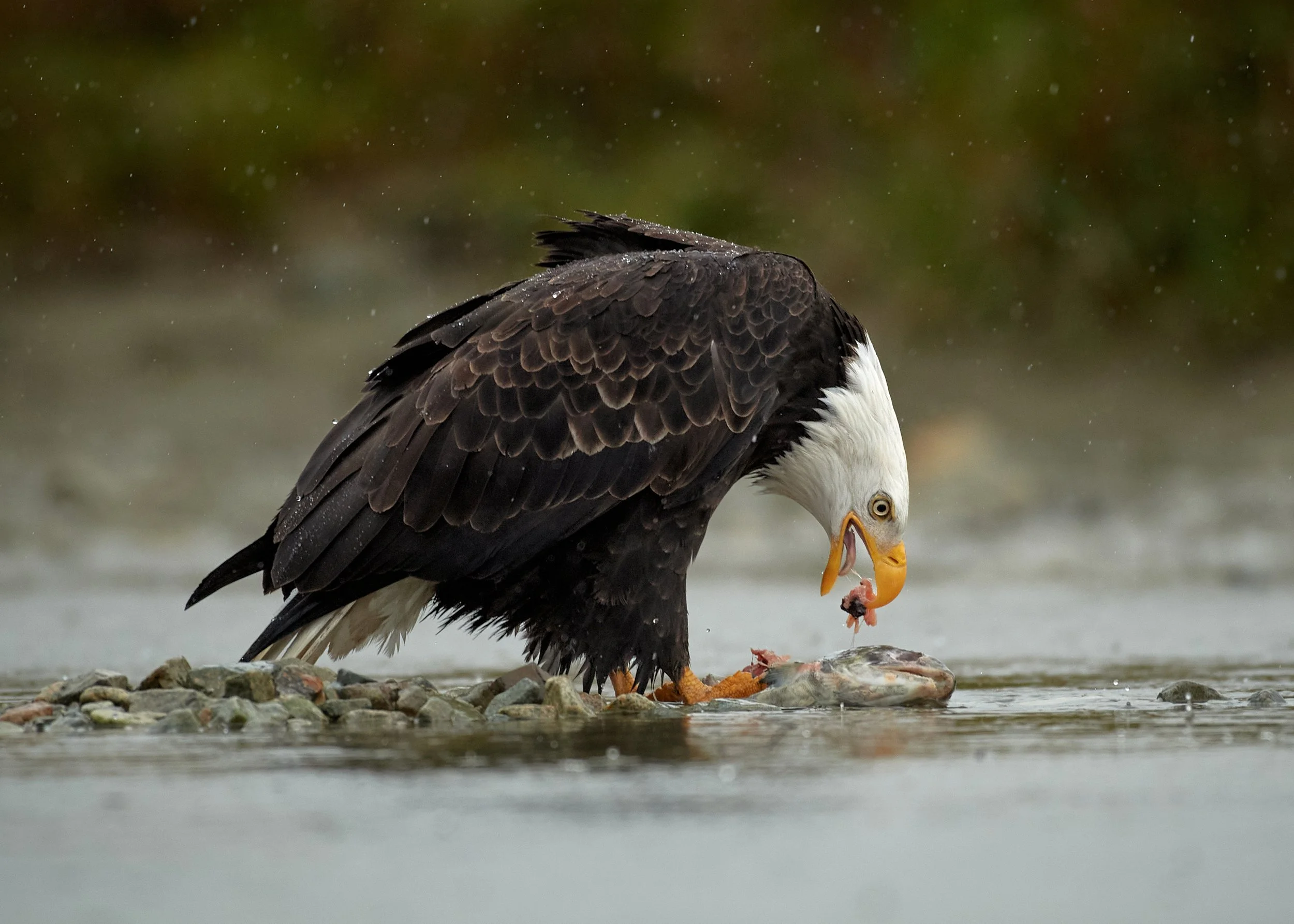 Bald eagle catching fish in shallow water.