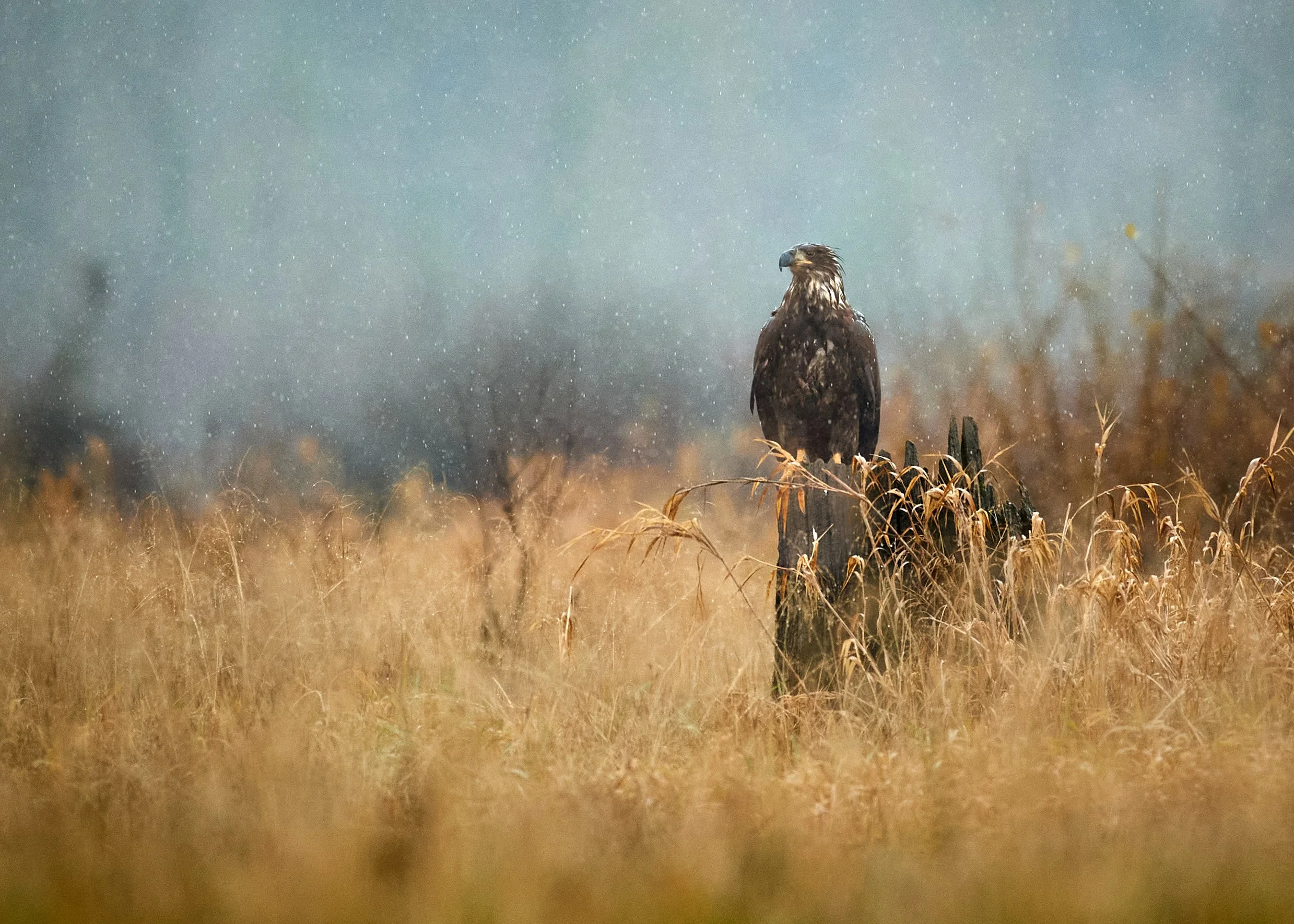 A large bird of prey, possibly a hawk or eagle, perched on a weathered tree stump in a field of tall, dry grass with rain falling in the background.