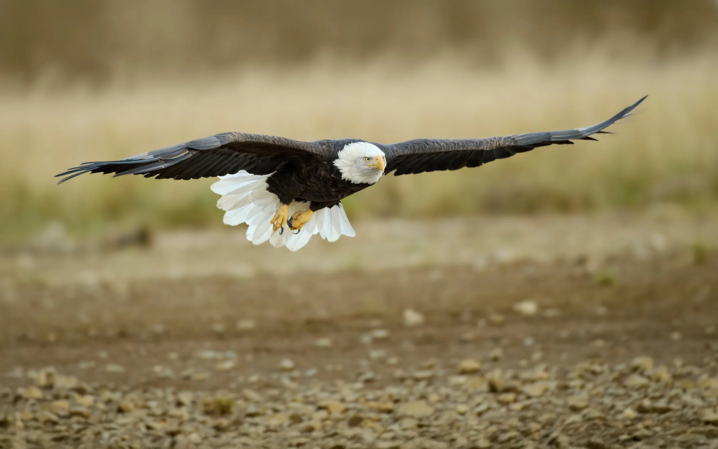 A bald eagle in mid-flight over a rocky ground with a blurred background.