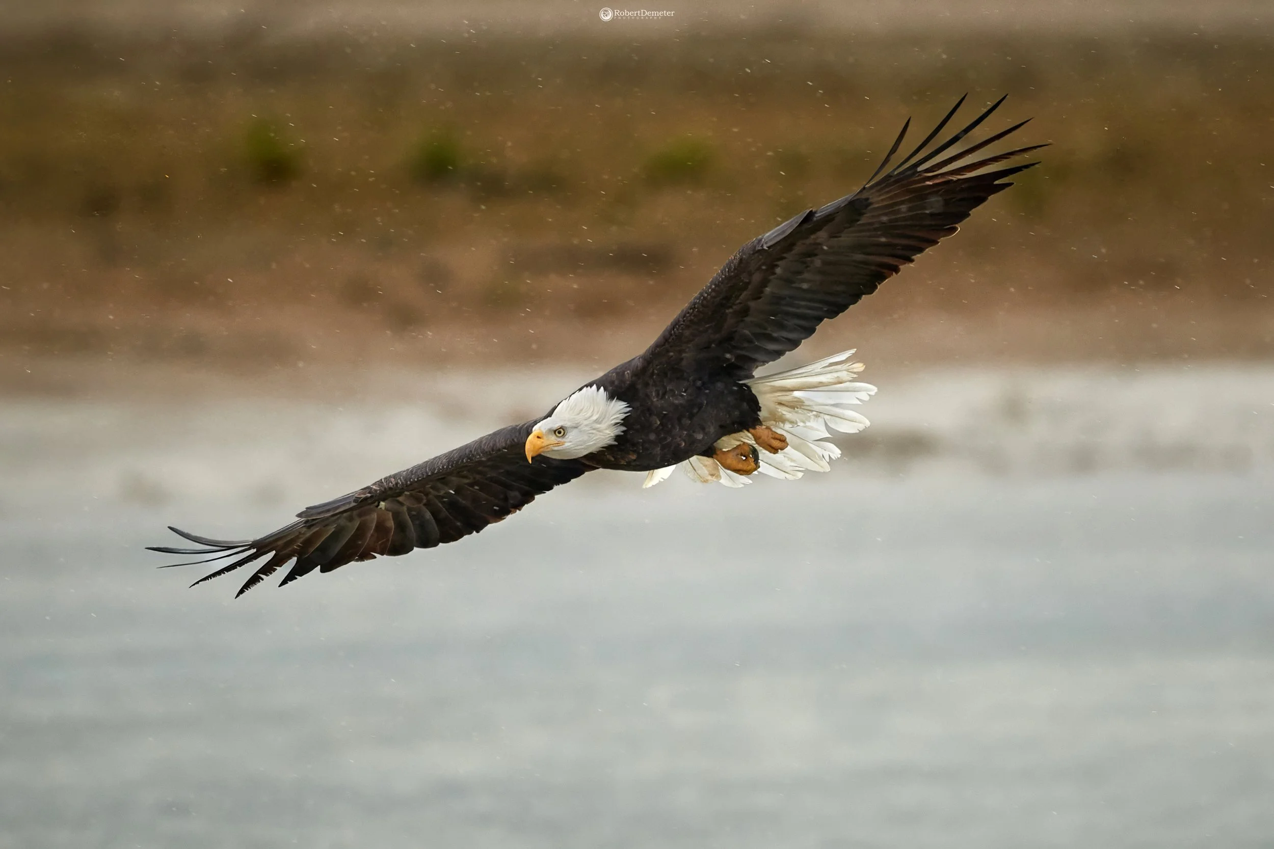A bald eagle flying low over a body of water with its talons tucked in.