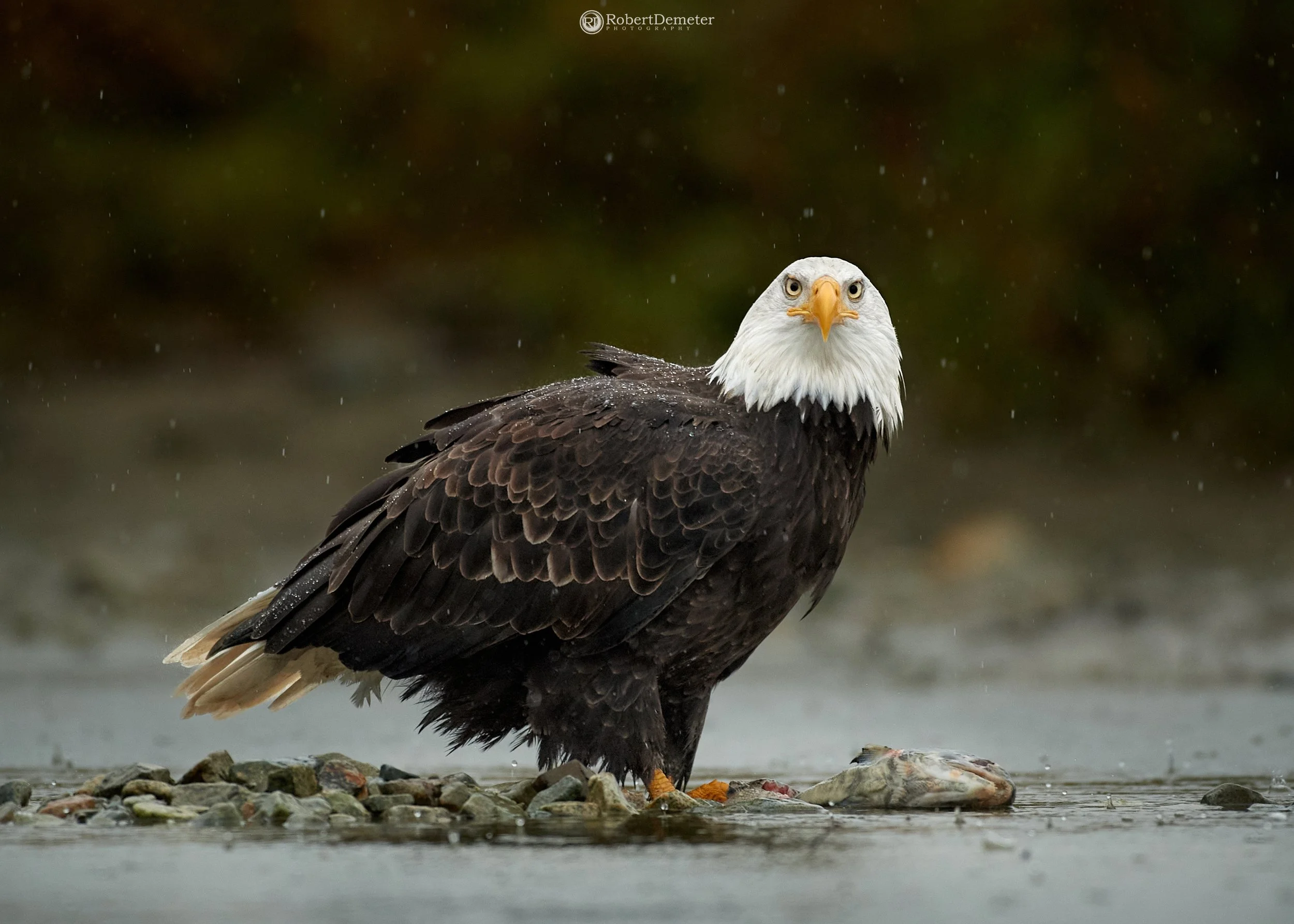 Adult bald eagle standing on rocks with fish in a watery environment, overcast sky, green blurred background, rain droplets visible