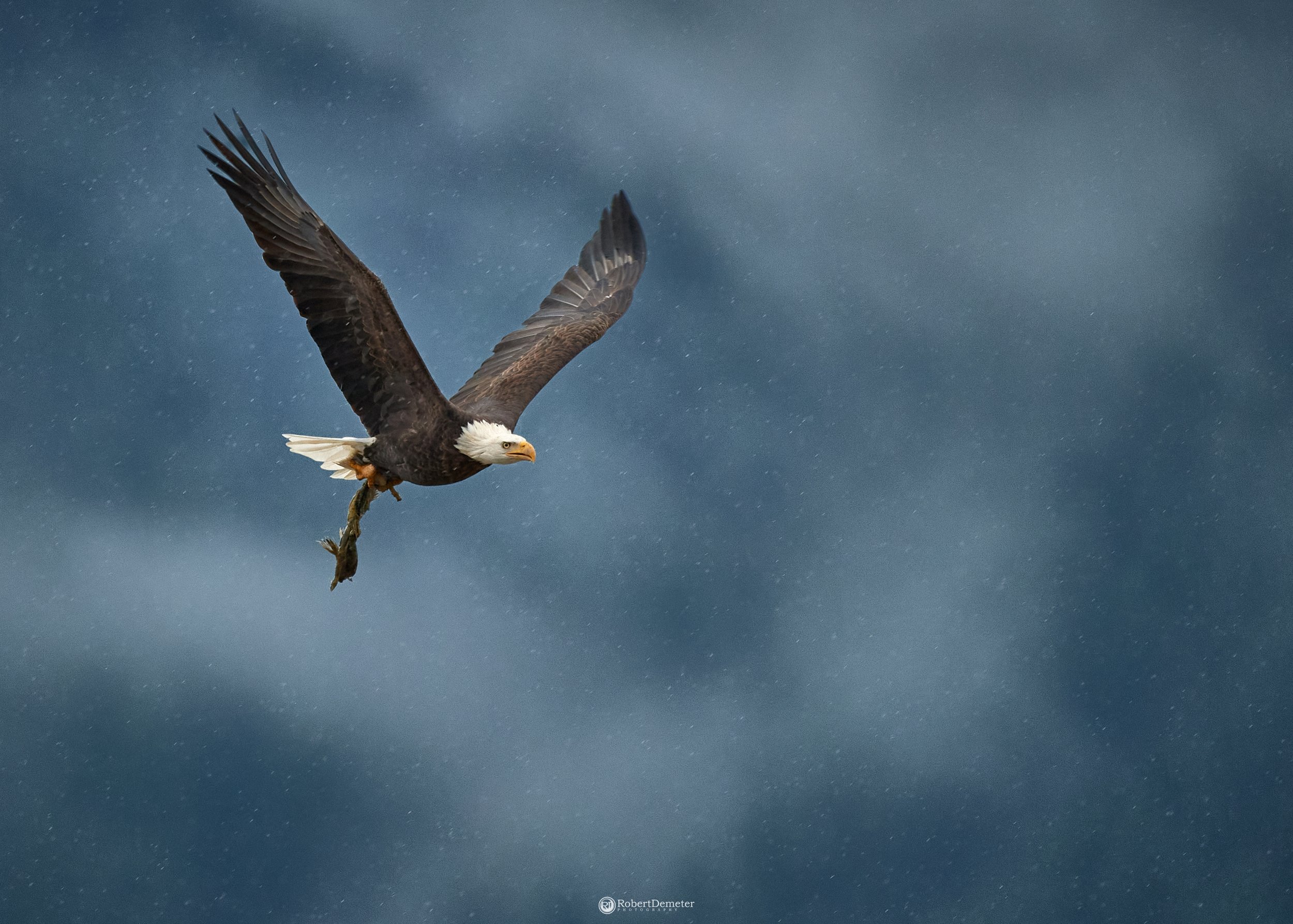 A bald eagle flying through the sky with rain droplets visible in the background.