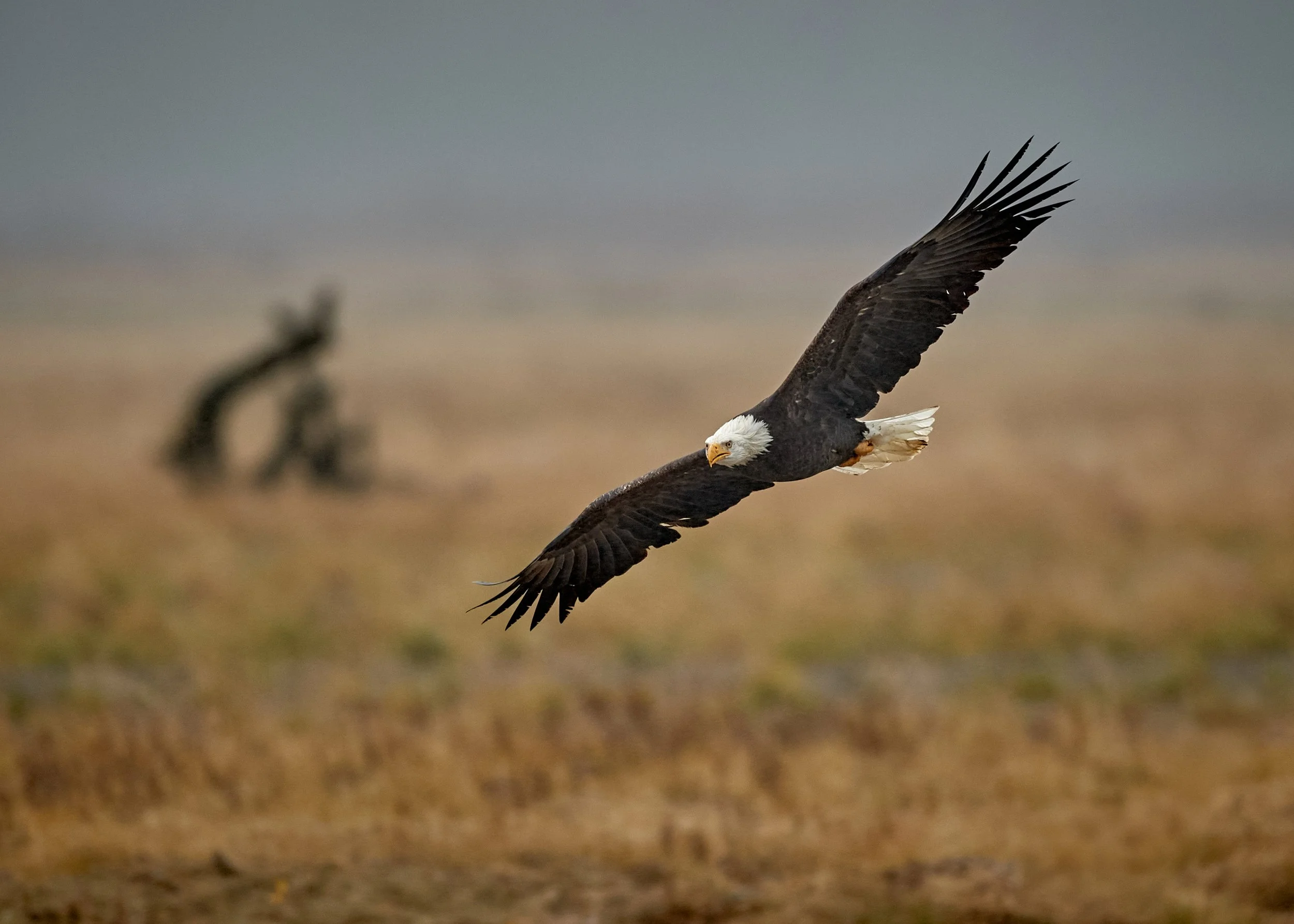 A bald eagle flying low over a grassy field with a blurred background.