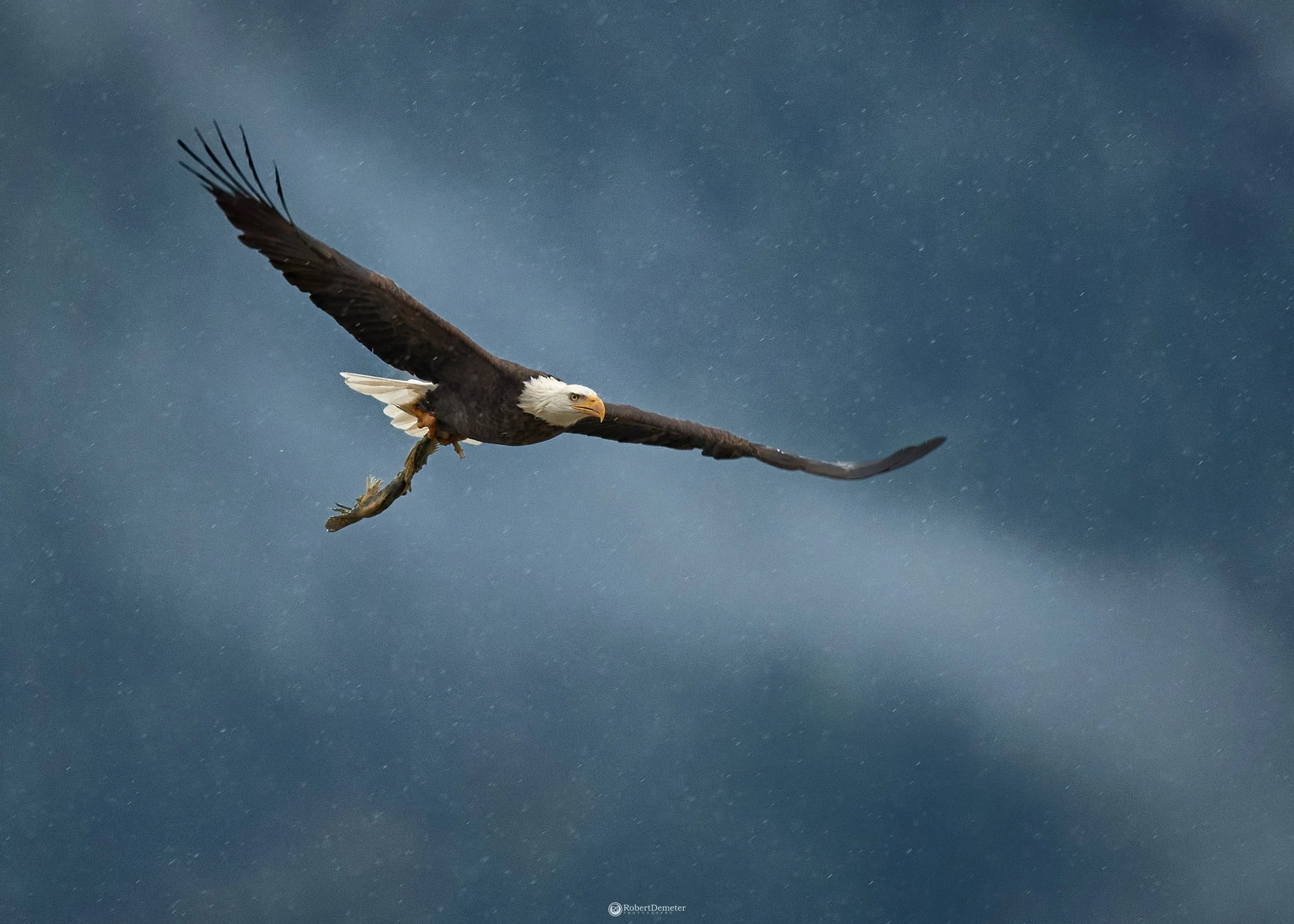 A bald eagle flying through a stormy sky, clutching a fish in its talons.