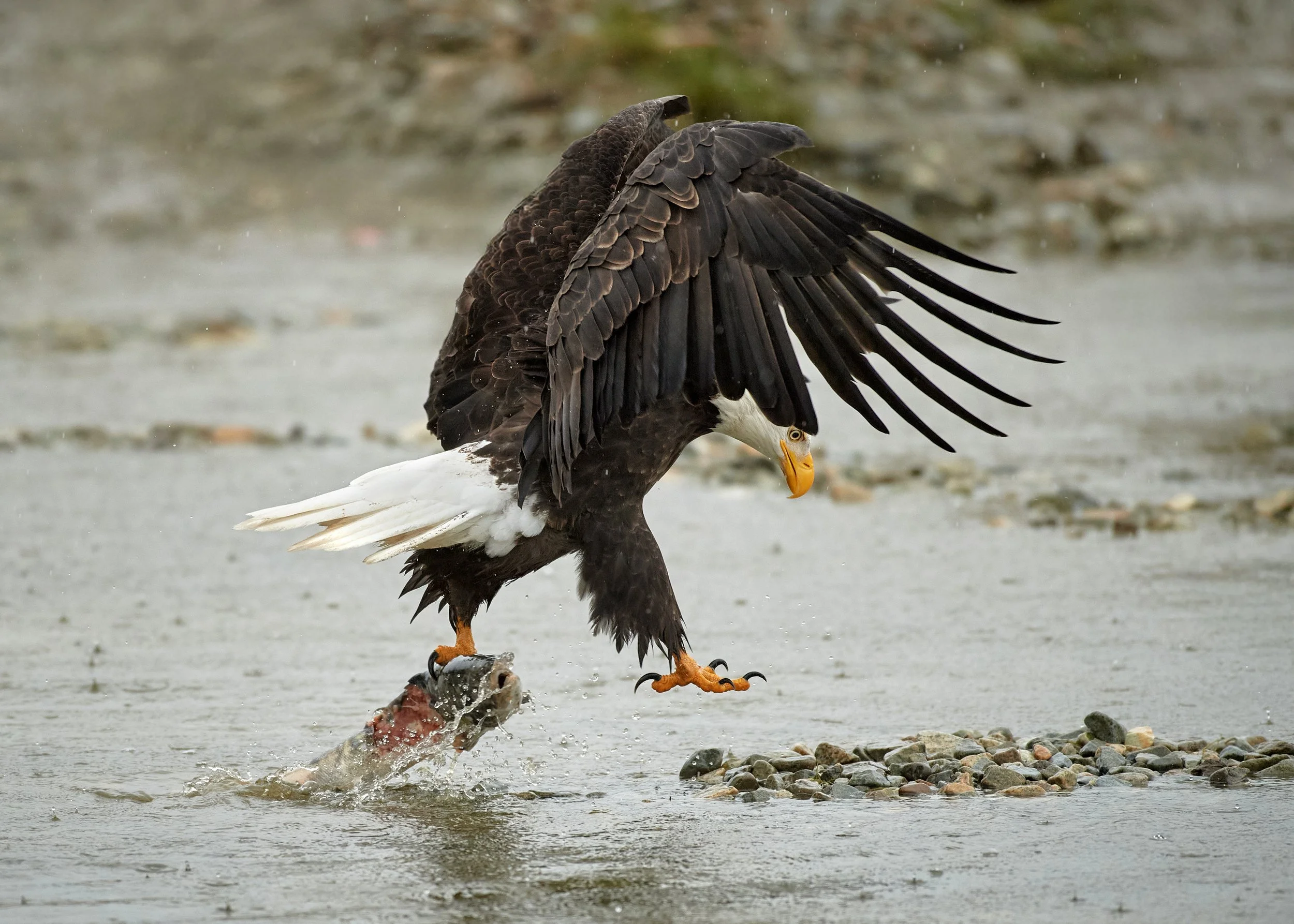 An eagle catching a fish from a shallow body of water, with wings spread and claws gripping the fish.