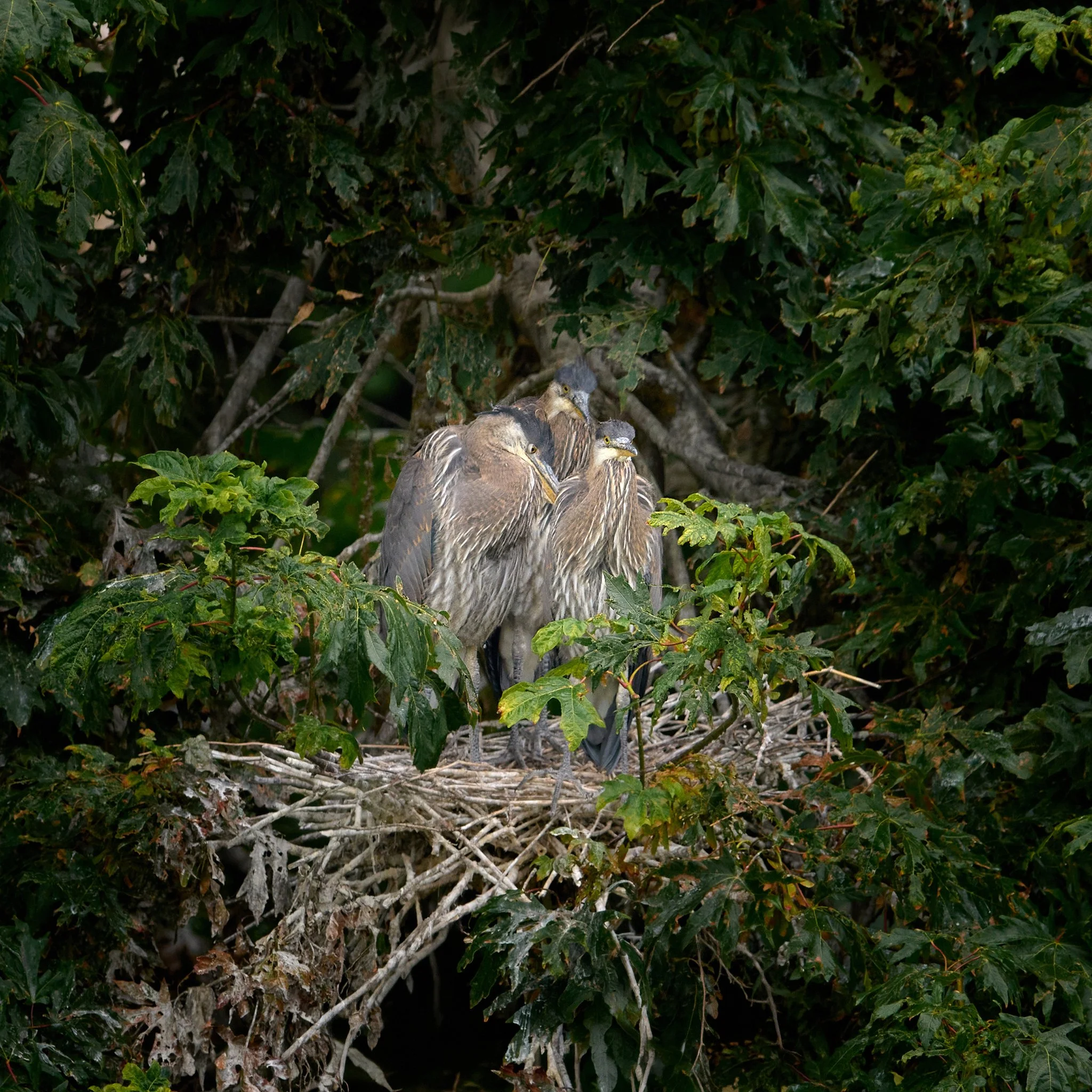 Blue Herons babies in the nest
