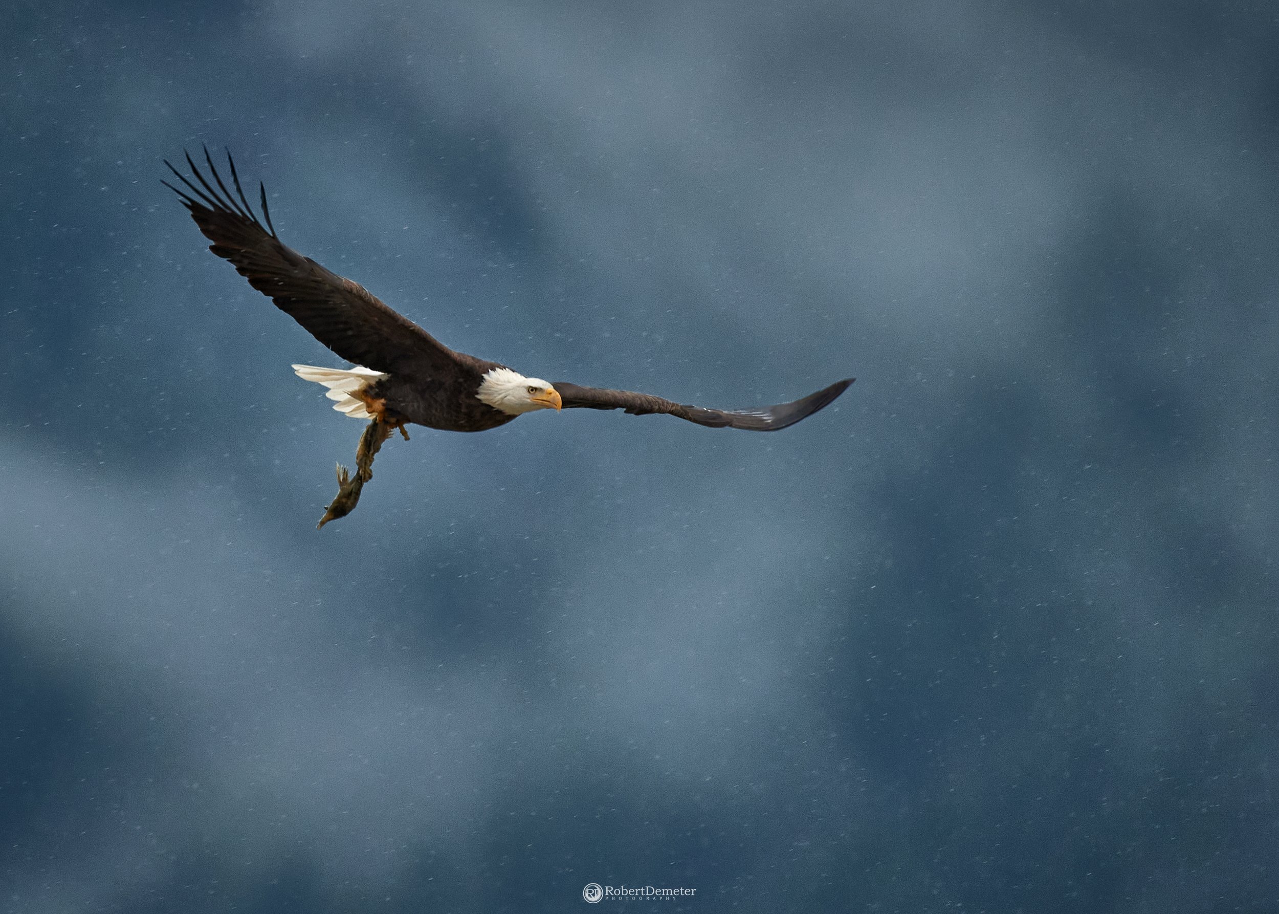 An adult bald eagle flying with a fish in its talons against a cloudy sky.