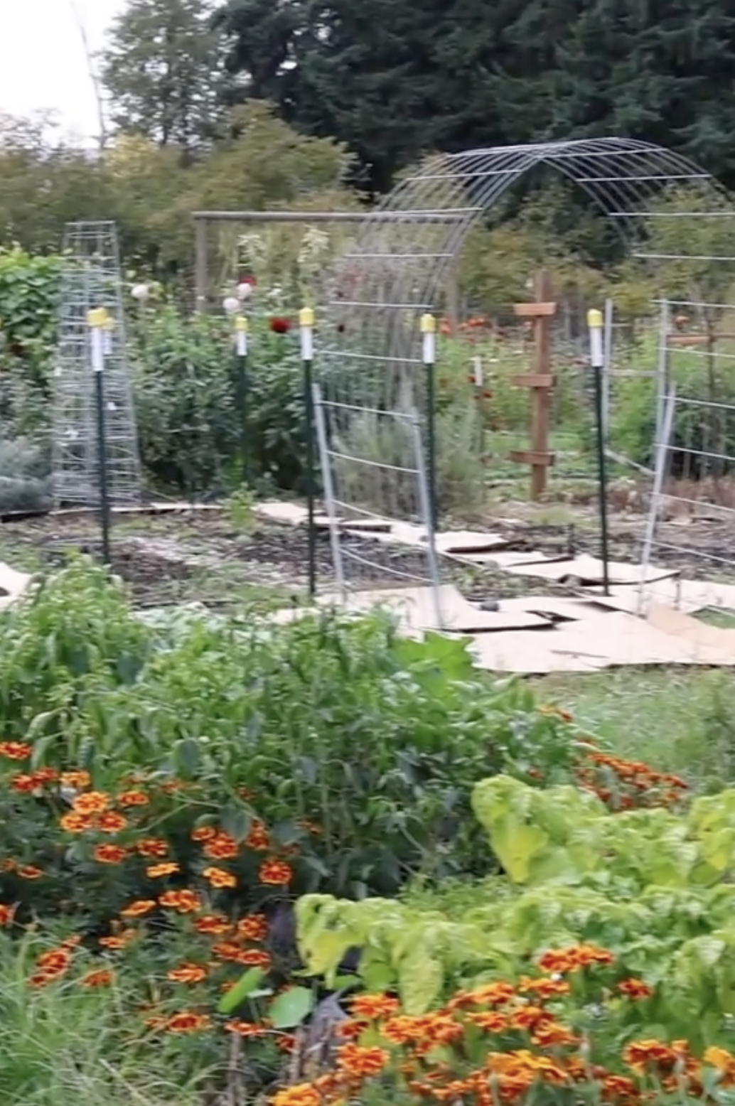 Community Gardens