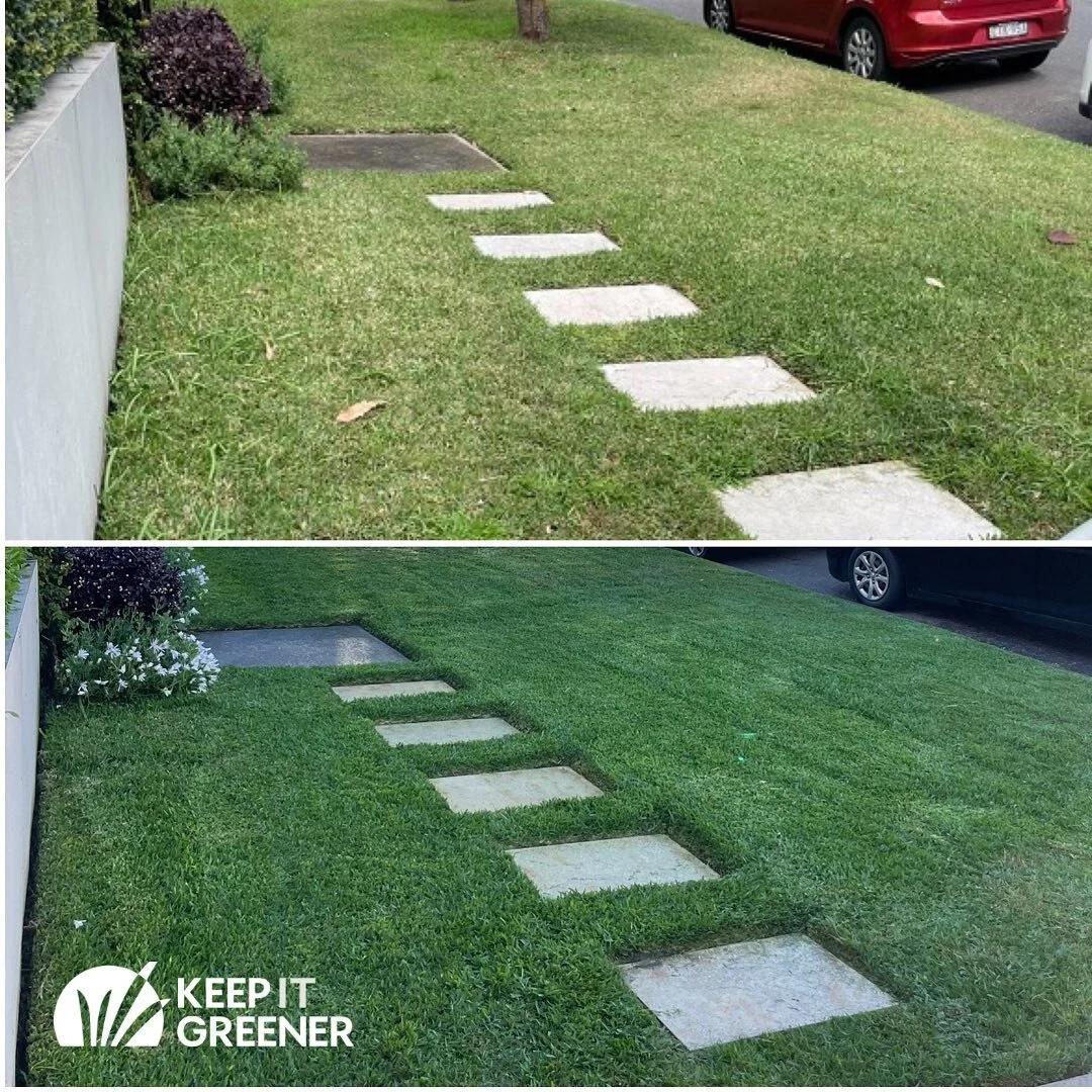 6 weeks between shots. This is after 1 lawn treatment &amp; our customer in Coogee couldn&rsquo;t be happier. We live up to our name Keep It Greener