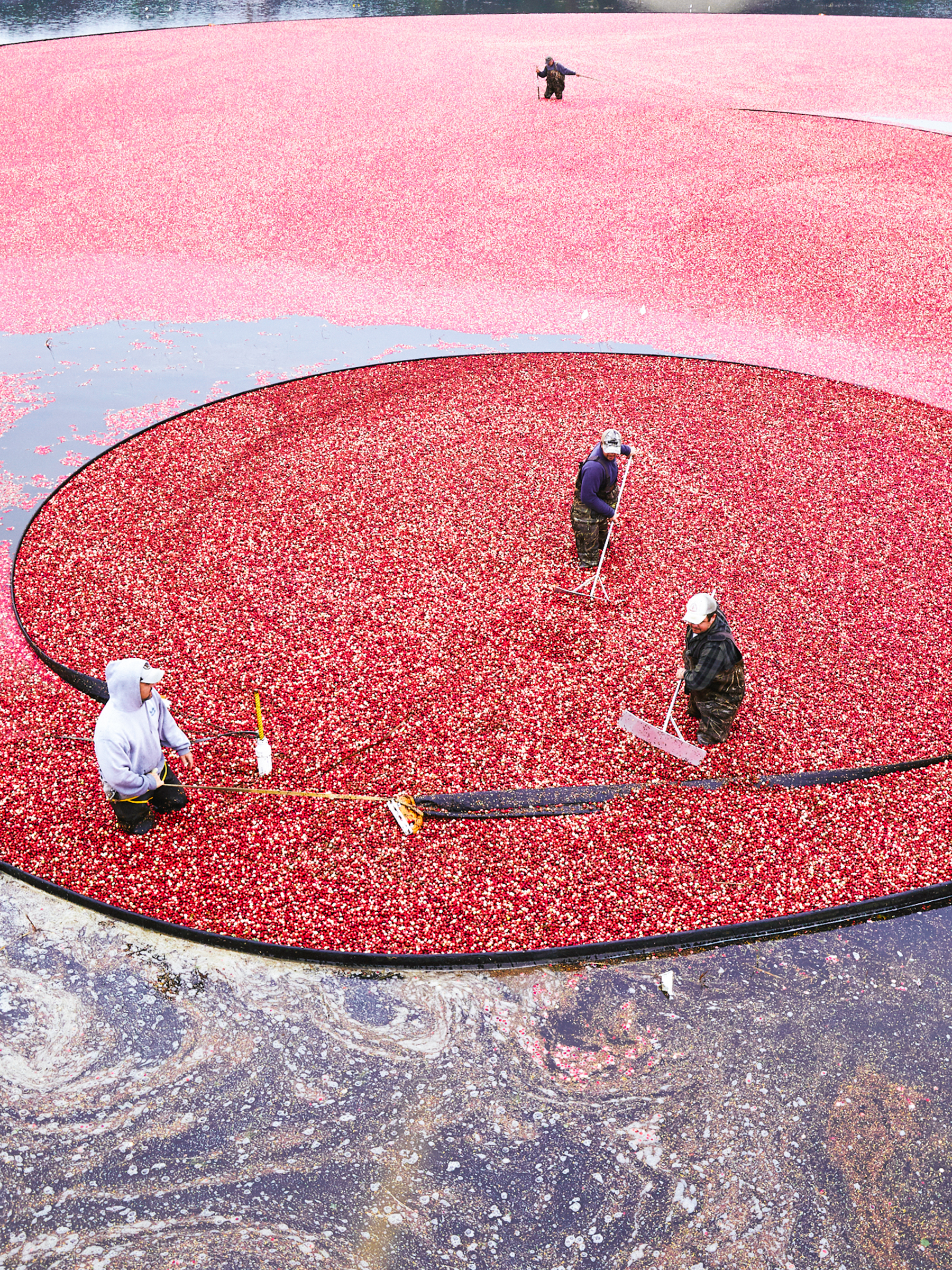 MONOCULTURE_PROJECTS_OPENSOURCE_CRANBERRIES_03.png