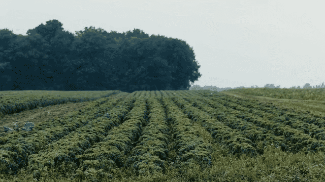 Sweetgreen_ Open Source Kale-low-2.gif