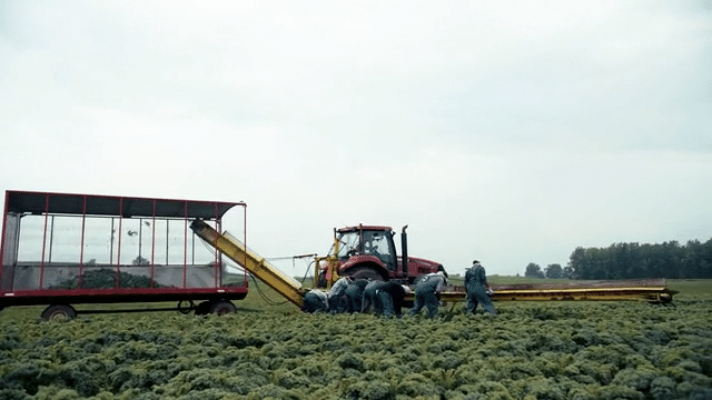 Sweetgreen_ Open Source Kale-low.gif