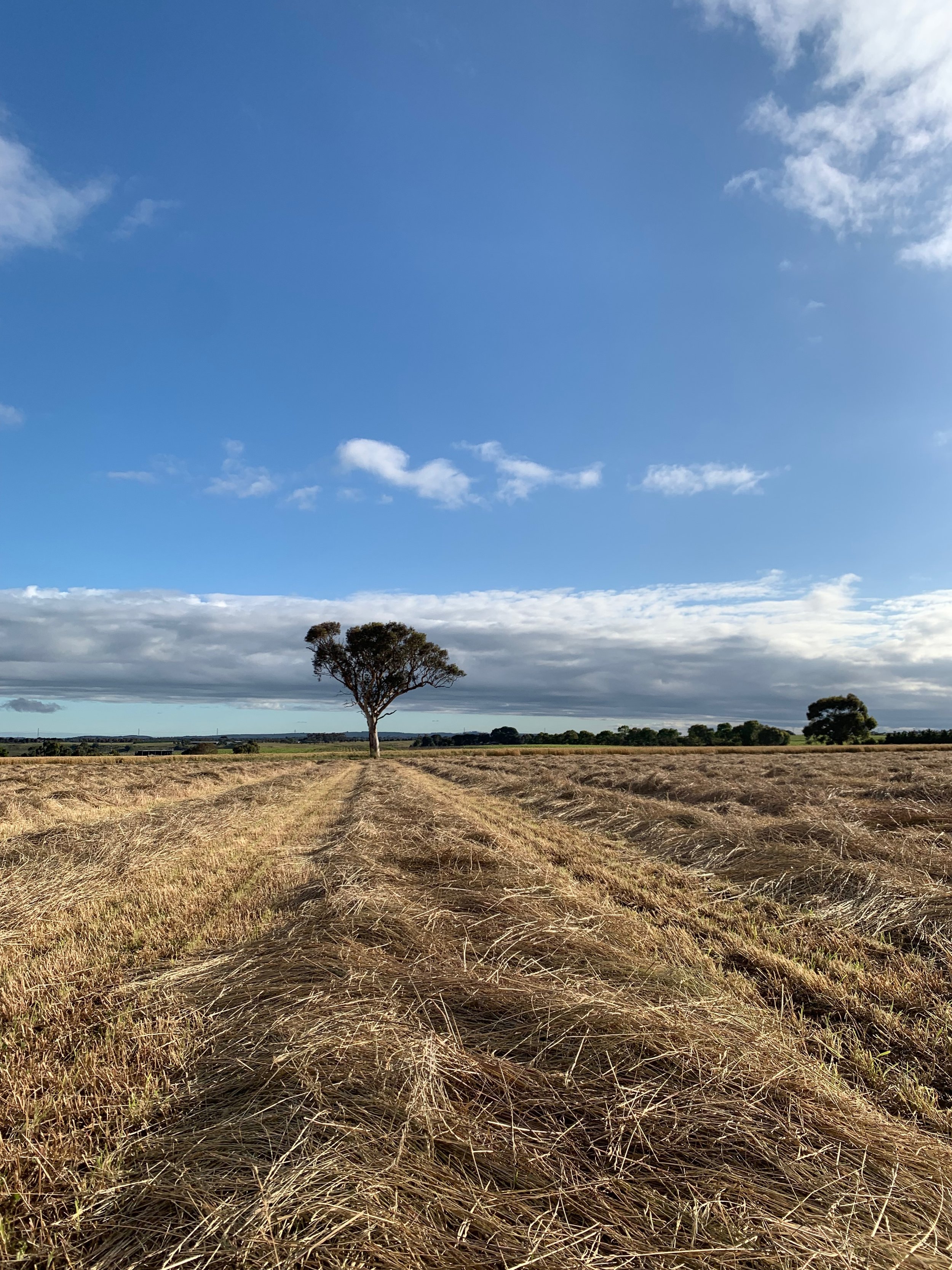 Grass hay for sale soon…