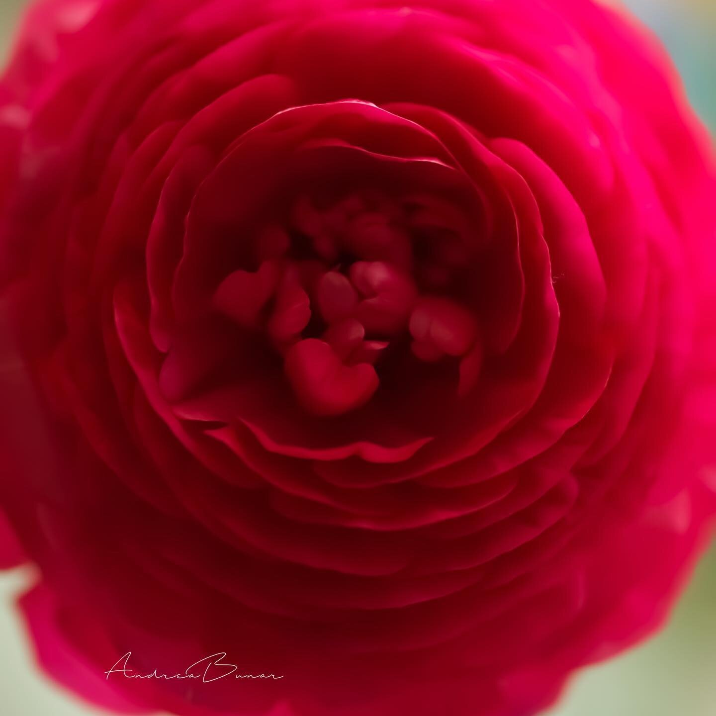 &ldquo;Always listen to your heart, because even though it's on your left side, it's always right. ~Nicholas Sparks

#spectaculum_magazine 
#capecodlife #ranunculus #capecod #flowerstagram #bestoftheusa_macro #bestoftheusa_flowers #canonmacro #bns_fl