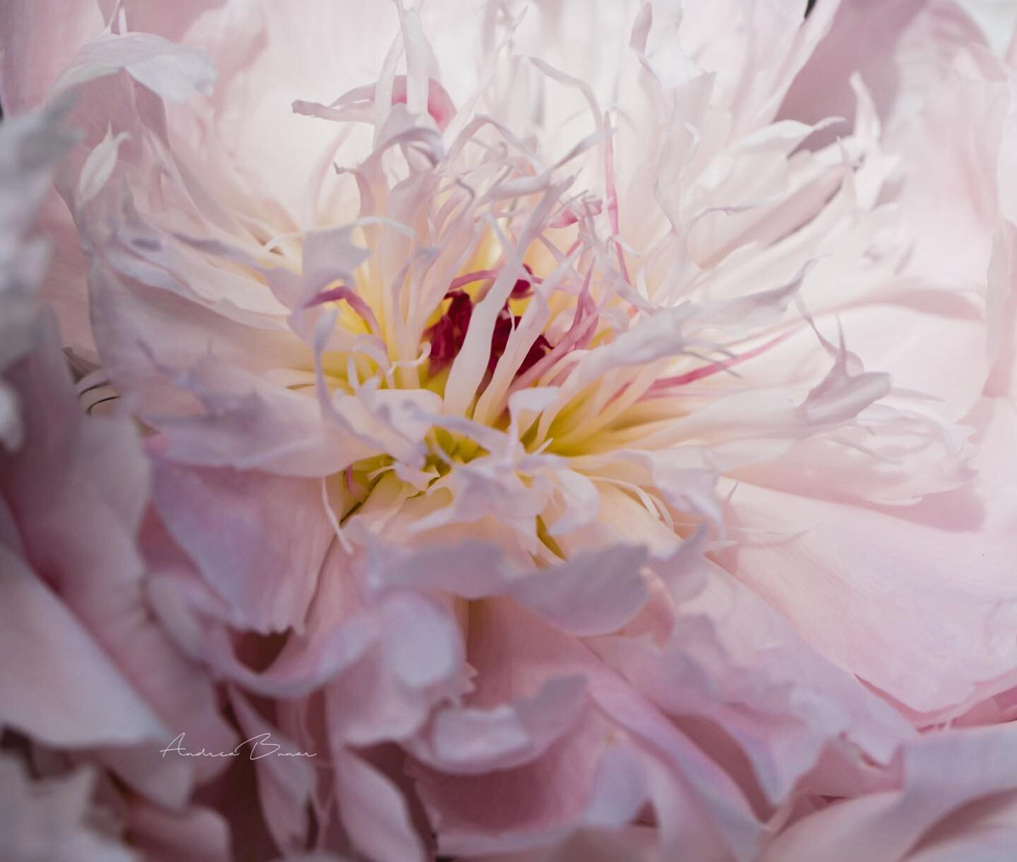 &ldquo;Mother's love is the fuel that enables a normal human being to do
the impossible.&rdquo; 
~Marion C. Garretty 

#capecodlife #capecodflowerfarmer #capecodflowers #peonies #floweraddict #flowerstagram #flowerphotography #floral #macroflower #ma
