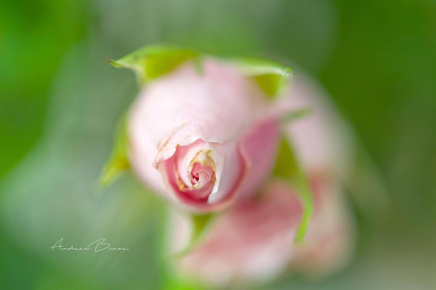 &ldquo;It's always the small pieces that make the
big picture.&rdquo; ~Unknown

#capecodlife #miniaturerose #miniatureroses #pinkroses #flowerstagram #flowers #floralphotography #sendhappy #canonphotography #bns_macro #bns_flowers #bestoftheusa_flowe