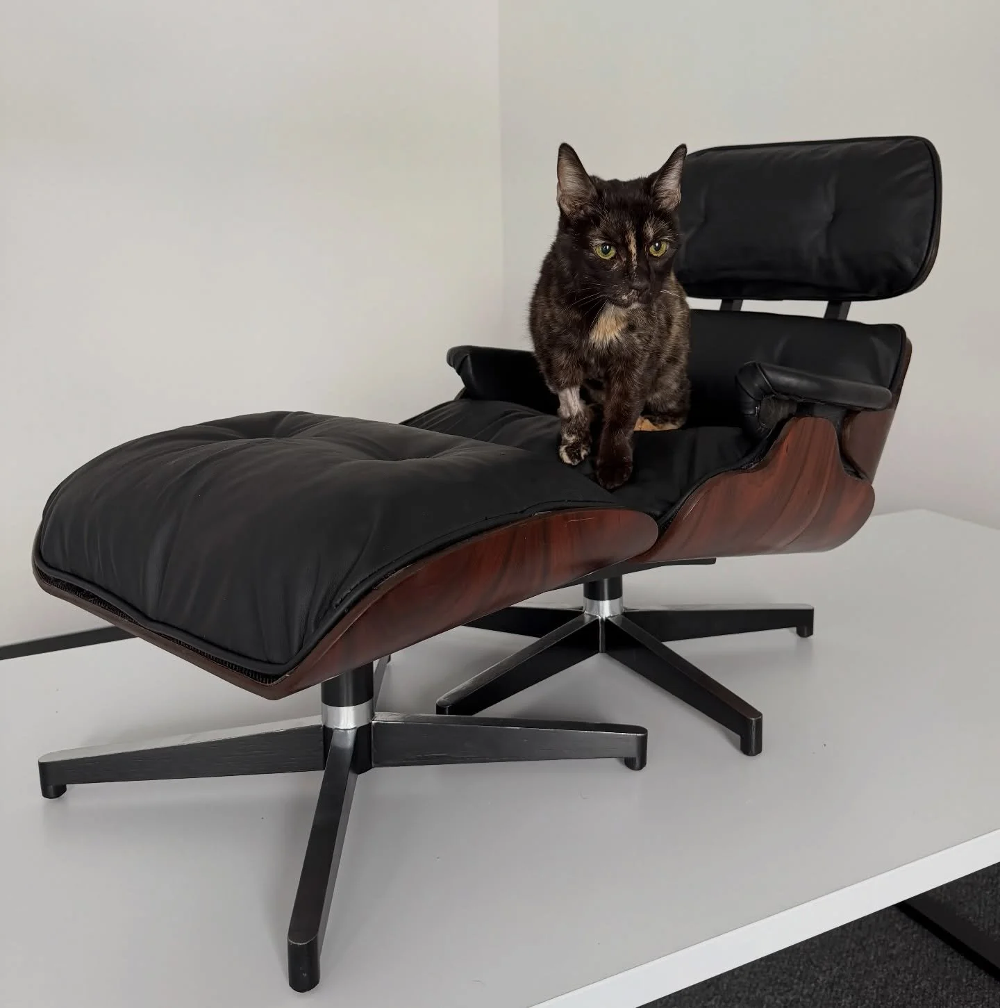 One of the most exciting parts of this year&rsquo;s show is also one of the most meaningful 💙

Our generous show sponsor Sweet Modern out of Akron, Ohio has donated a one of a kind, ultra luxurious Eames style pet bed crafted from vintage Brazilian 