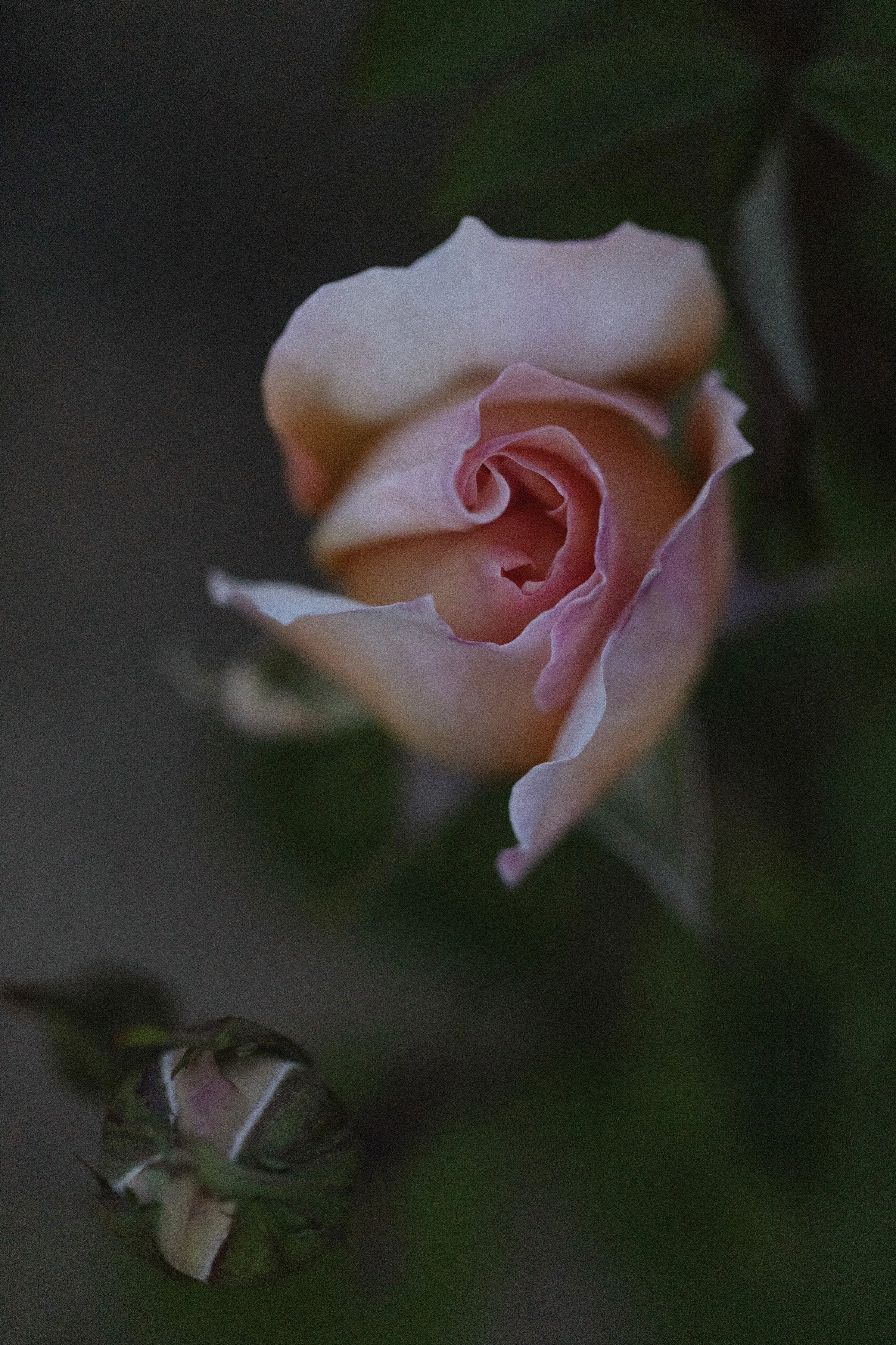EVENING ROSE ONE