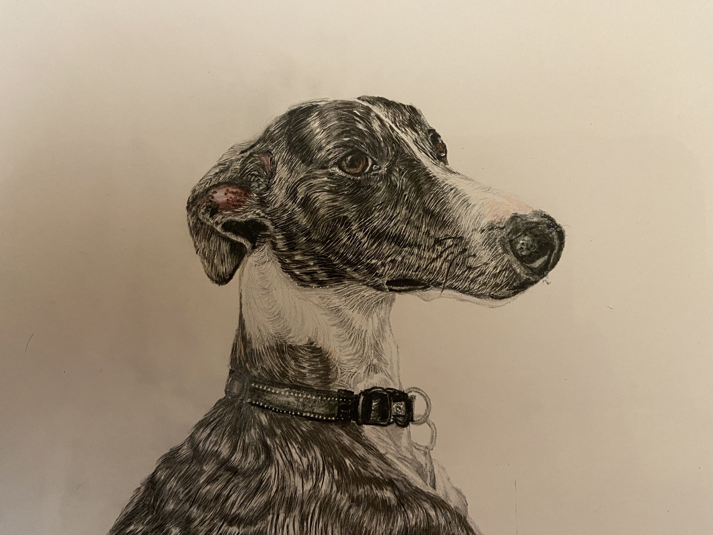 TITLE: Rafael // ARTIST: Star Zographos // DESCRIPTION: A moment in time captured of a friend's fun-loving whippet named Rafael, or Raf for short. 
