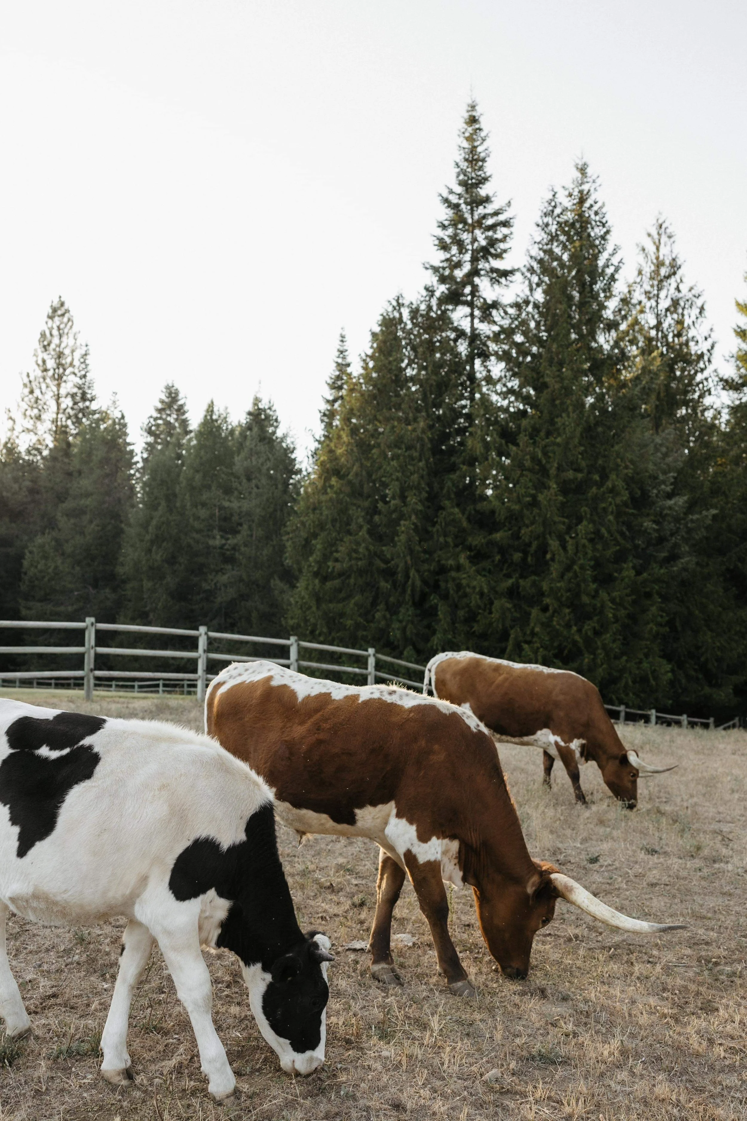 Photo by Emily EK Photography